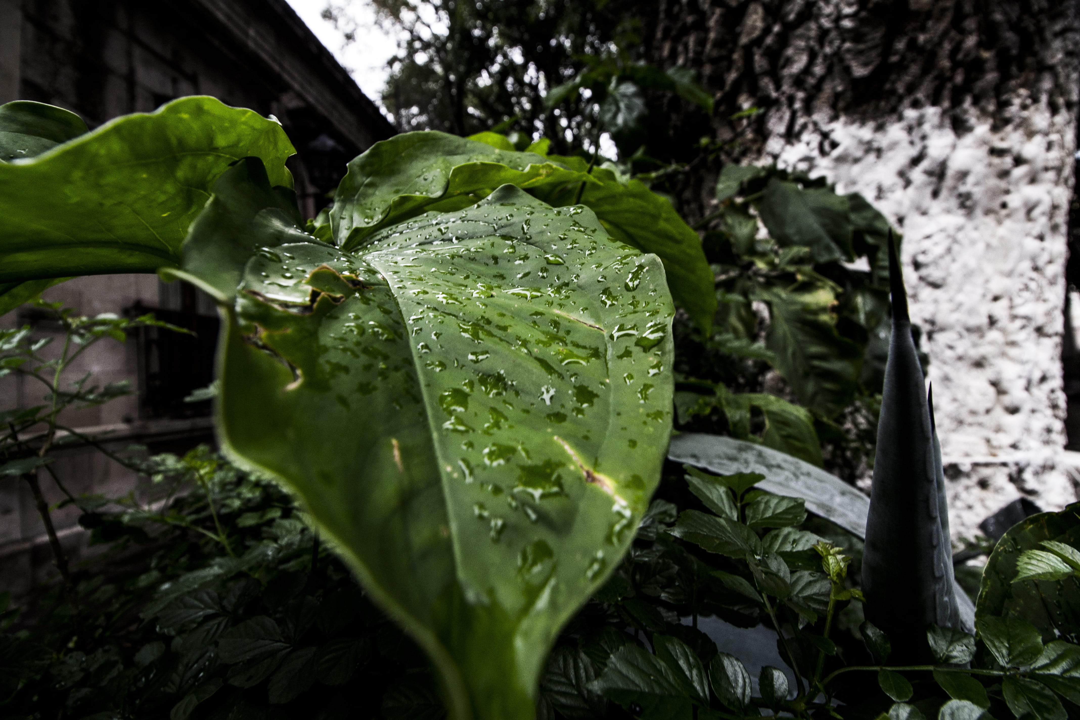 leaf, plant, day, raining, drop, clz. fray antonio de san miguel, plant part, dew, rainy season, wet, freshness, green color, beauty in nature, nature, HD Wallpaper