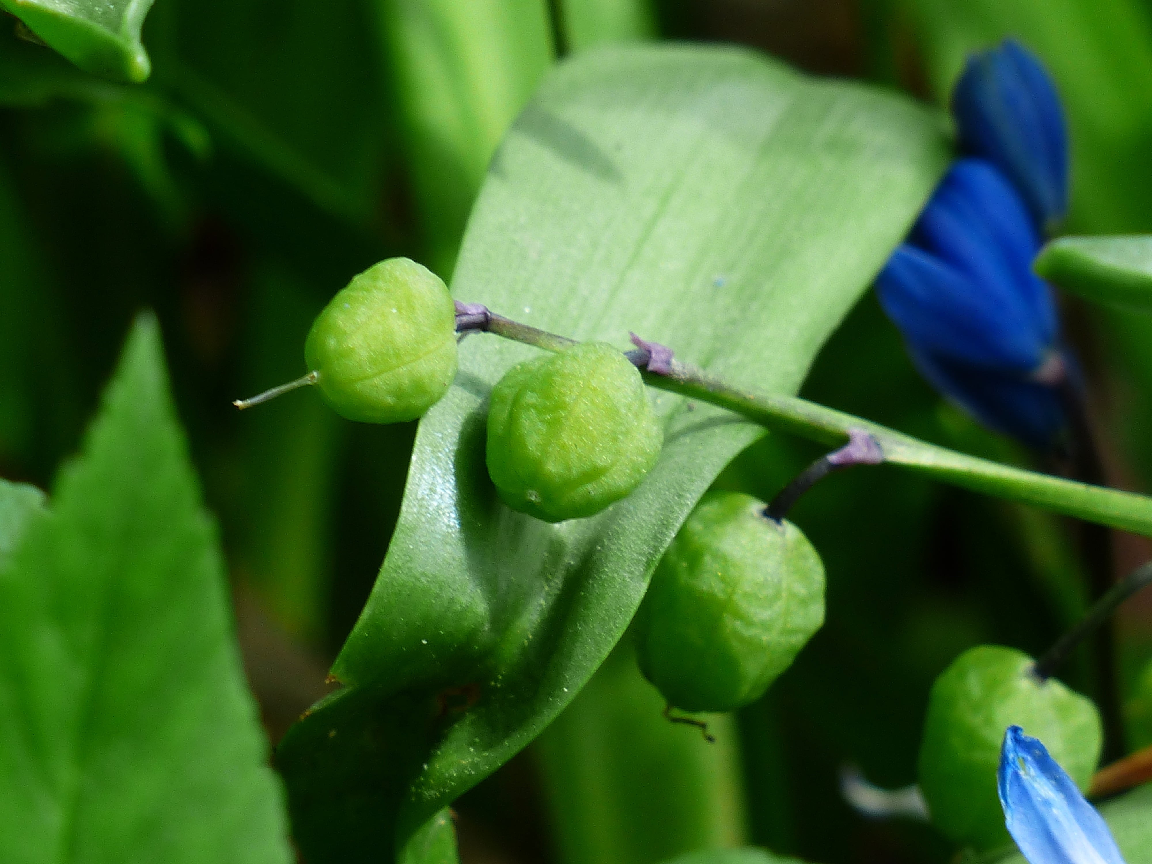 no people, animals in the wild, capsules, plant, spanish hasenglöckchen, butterfly orchid, freshness, animal, one animal, nature, flower, hyacinthoides hispanica, HD Wallpaper