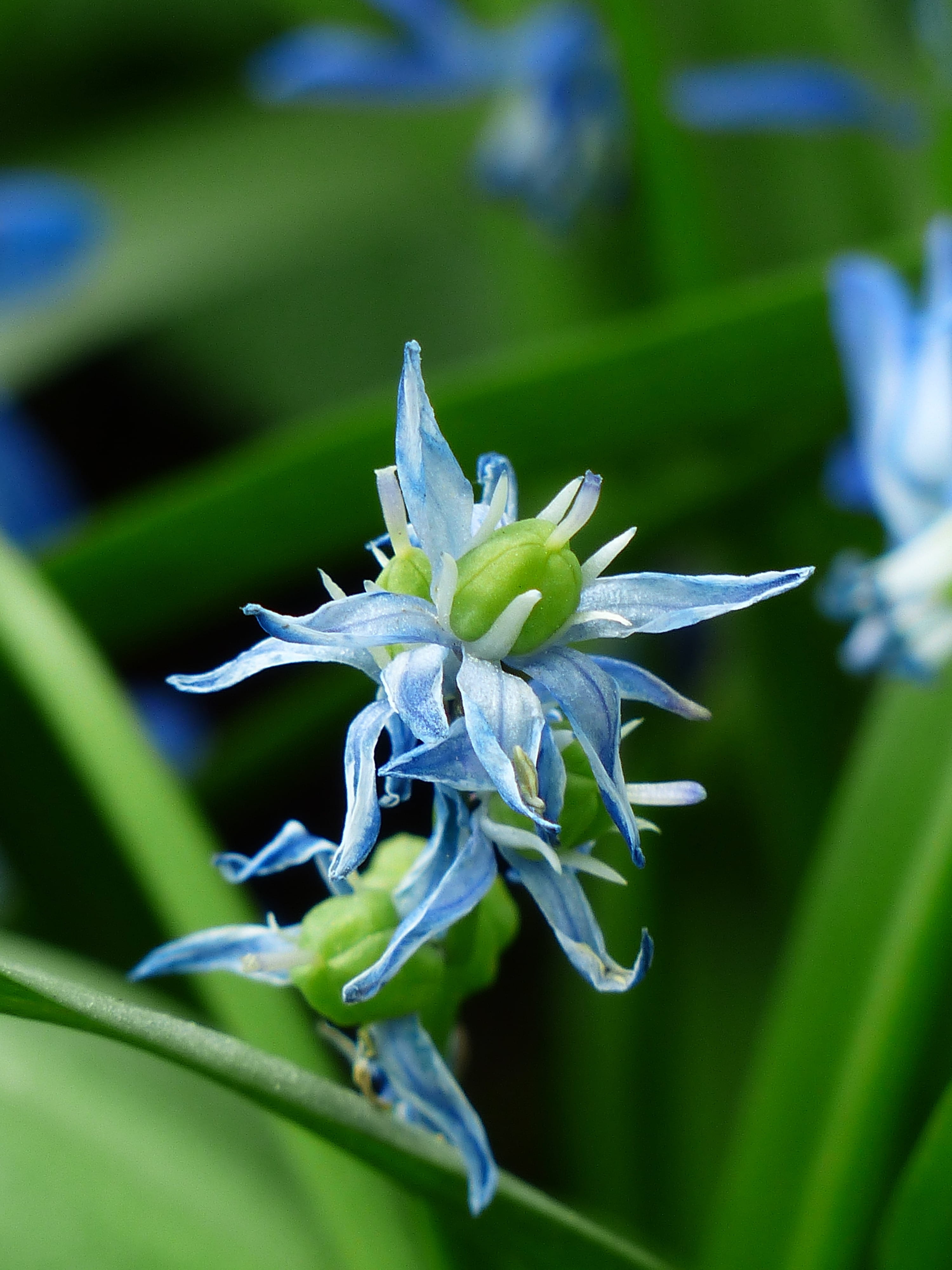 fransig, plant part, capsules, 4K, umbel, inflorescence, frayed, bluebell, leaf, petal, growth, hyacinthoides hispanica, no people, bell blue star, nature, Phone HD Wallpaper