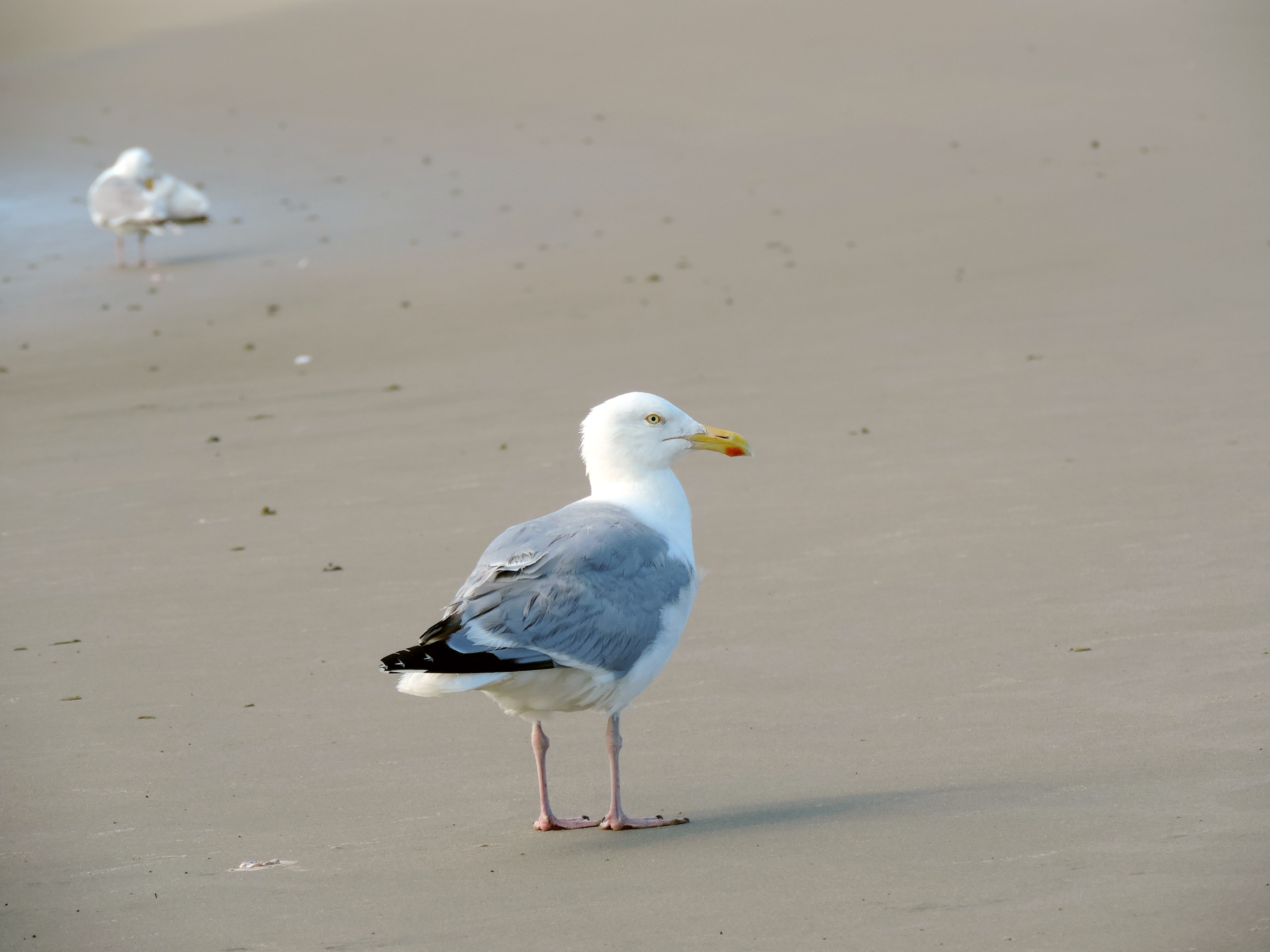 plumage, island, borkum, watts, by the sea, vertebrate, sea bird, animal world, water, seagull, wildlife photography, 4K, animal wildlife, walk on the beach, HD Wallpaper
