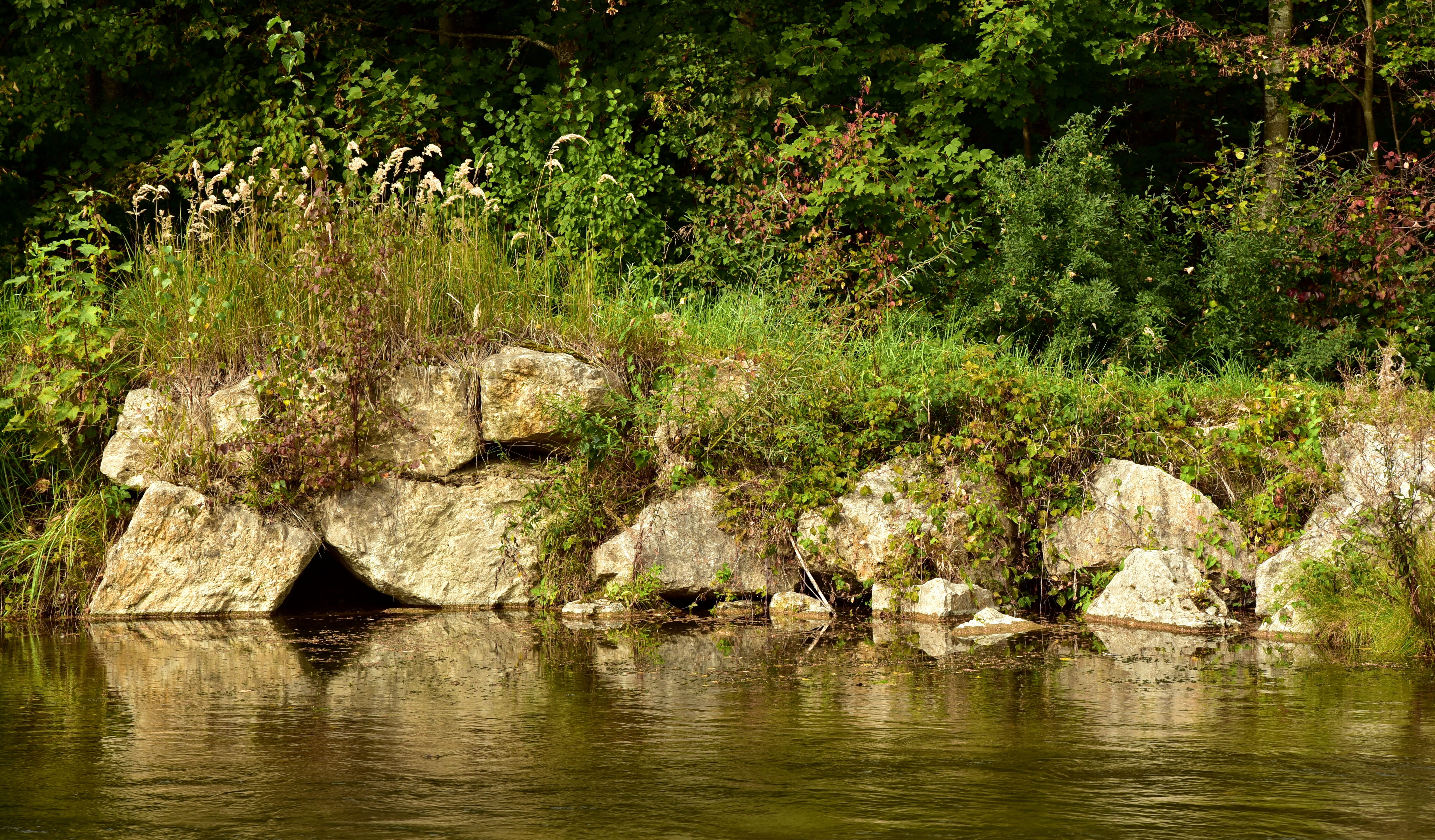 5K, outdoors, landscape, hiding place, plant, reflection, river, bach, day, waterfront, pet friendly, green, beauty in nature, green color, forest, protection zone, HD Wallpaper