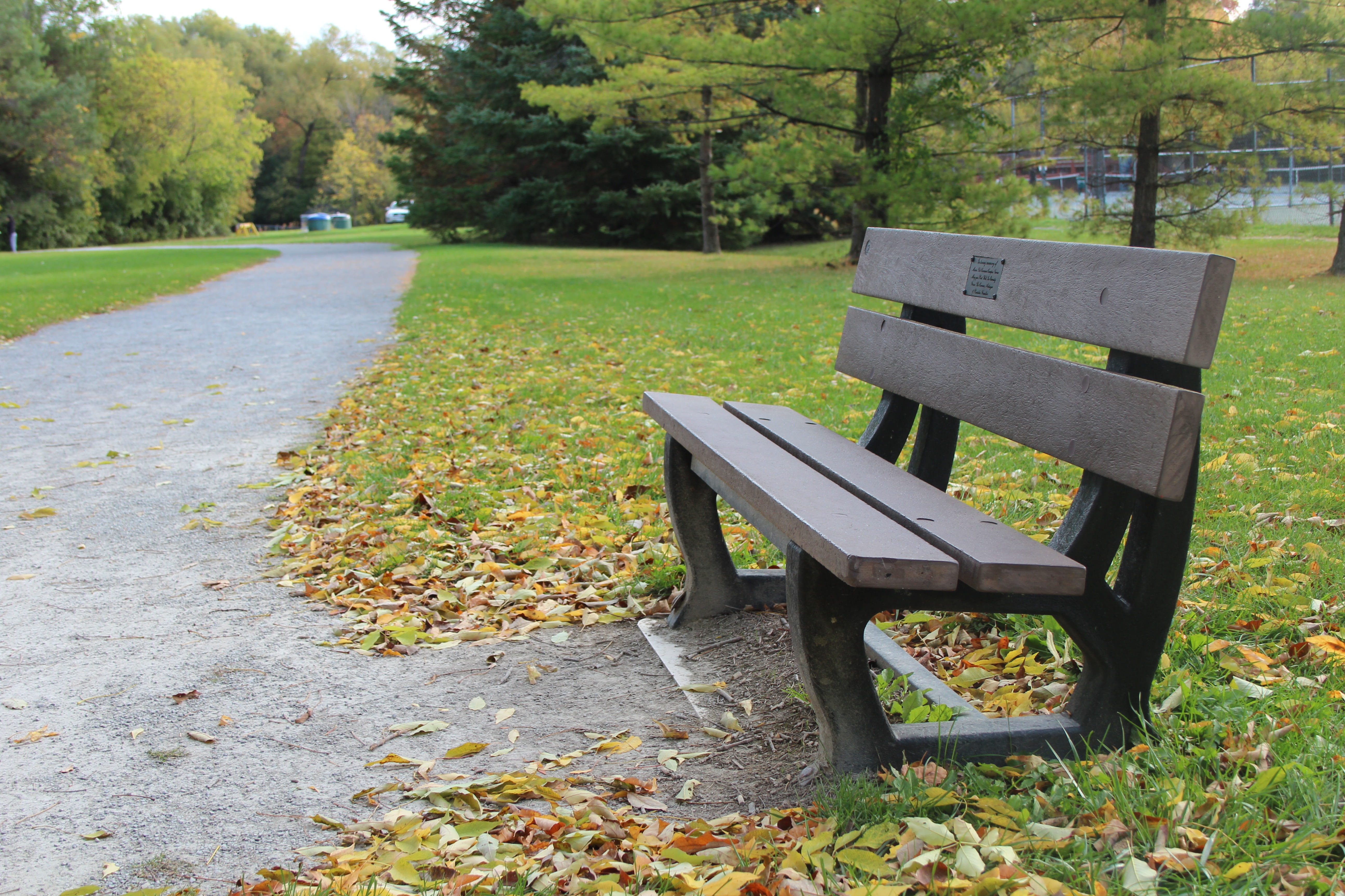 outdoors, plant, park Bench, Bench, nature, Montalbo, no People, season, plant part, field, seat, day, tranquil Scene, autumn, leaf, park - Man Made Space, HD Wallpaper
