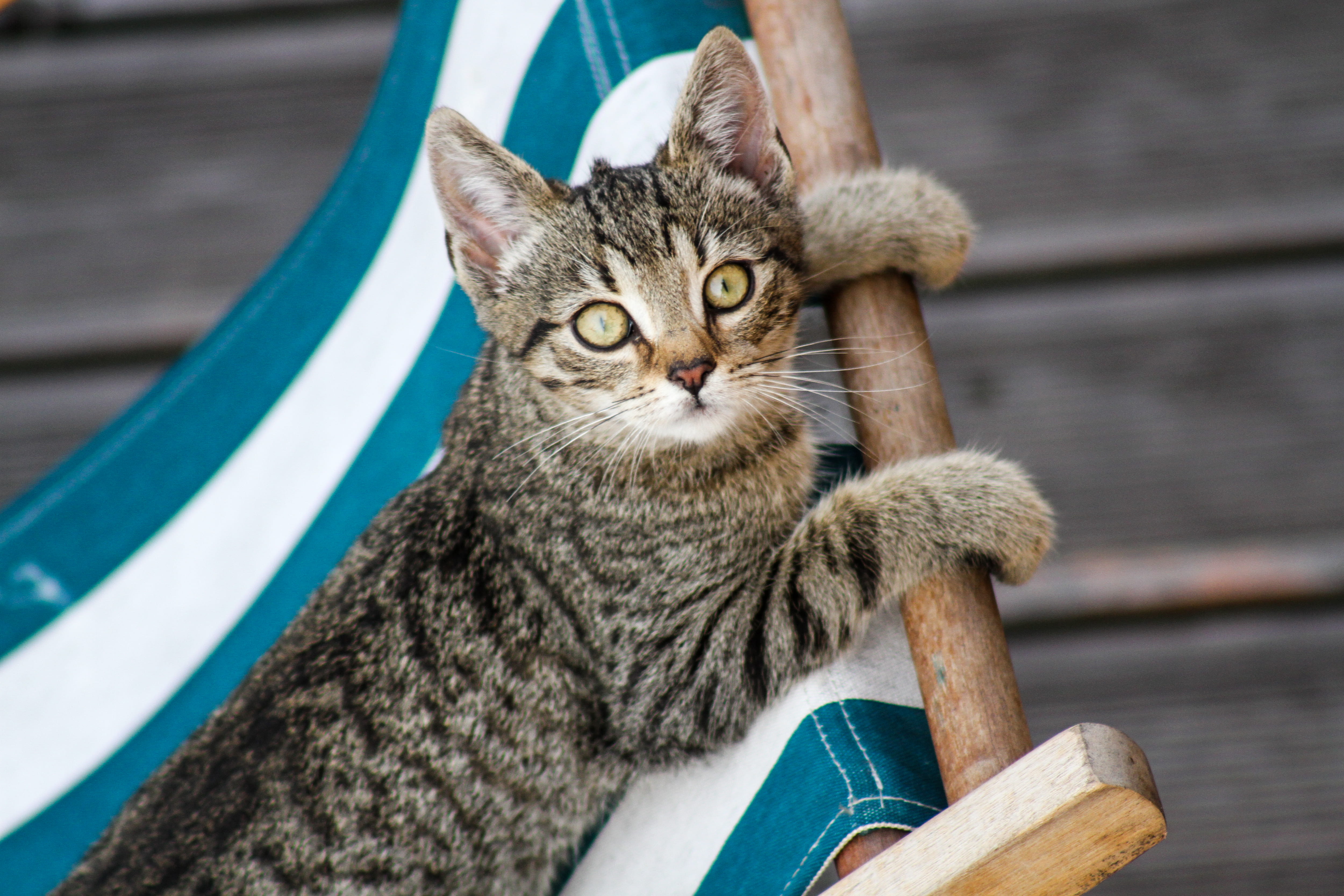 deck chair, cat, whisker, abyssinian, chair, brown, portrait, pet, one animal, deck, no people, mammal, lounge chair, domestic cat, day, animal eye, vertebrate, HD Wallpaper