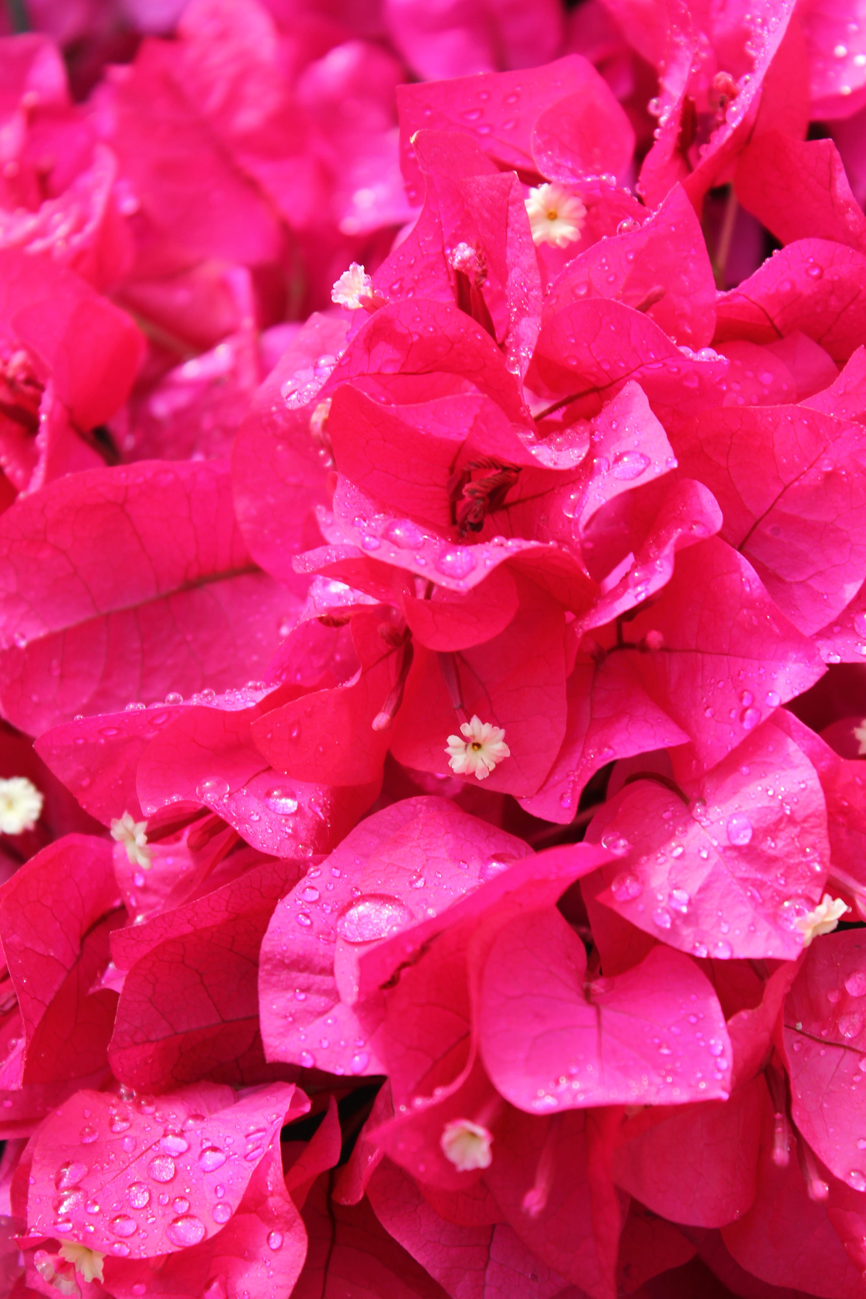 botanical, vulnerability, inflorescence, new mexico, amber avalona, beauty In Nature, romantic, color, drop, Flowers, macro, summer, plant, poinsettias, Phone HD Wallpaper