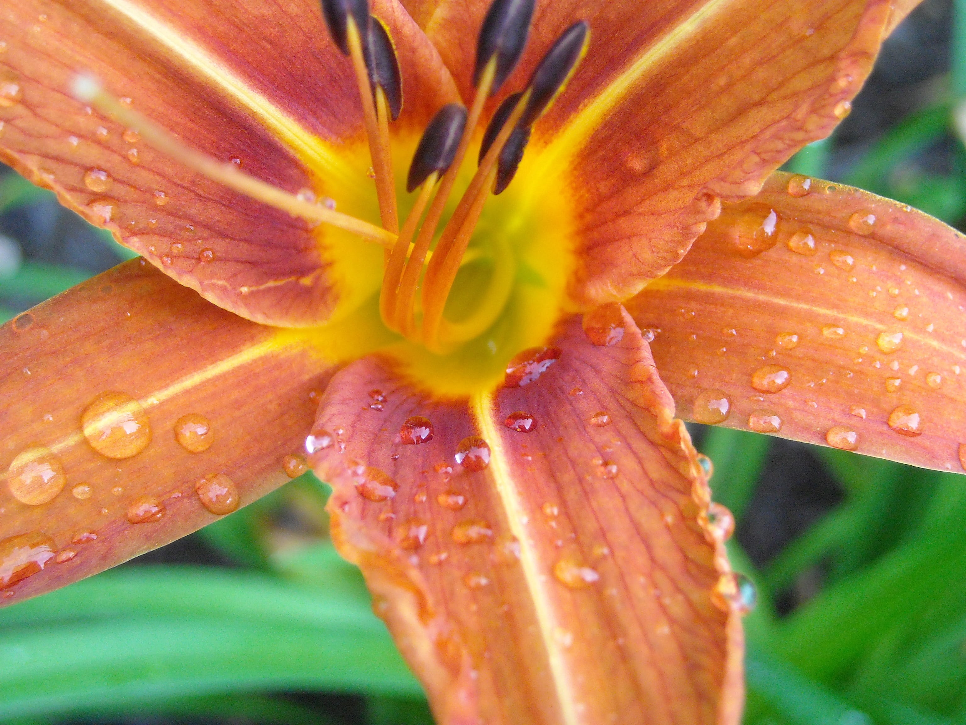 orange, pollen, botany, beauty in nature, Flower, botanical, flower, 2K, vulnerability, raindrop, color, summer, Plant, inflorescence, spring, flowering plant, HD Wallpaper