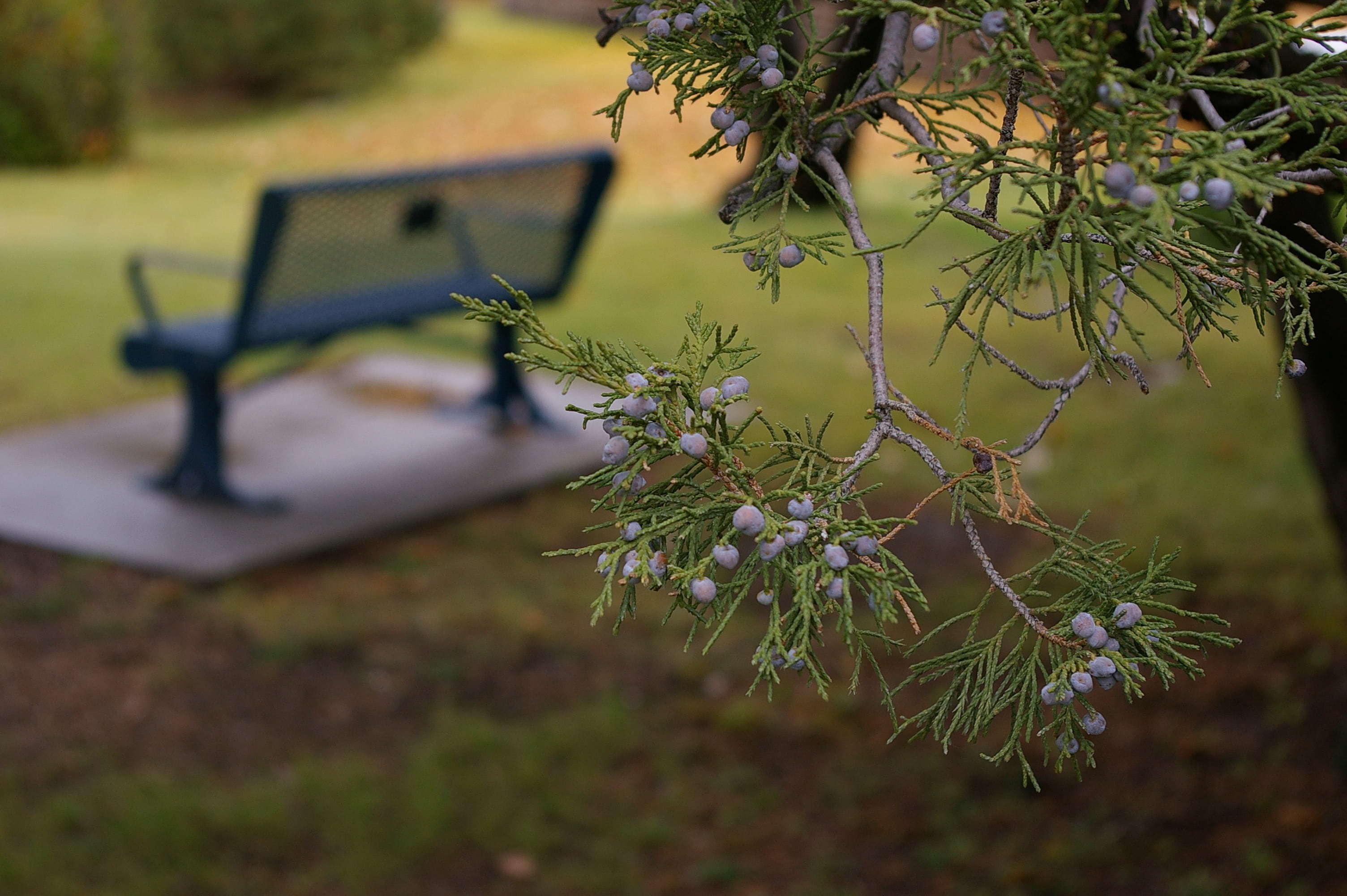 rest, park bench, berries, space, autumn, branch, growth, blue, summer, empty, selective focus, comfortable, sport, holiday, wet, damp, land, seat, vacation, HD Wallpaper