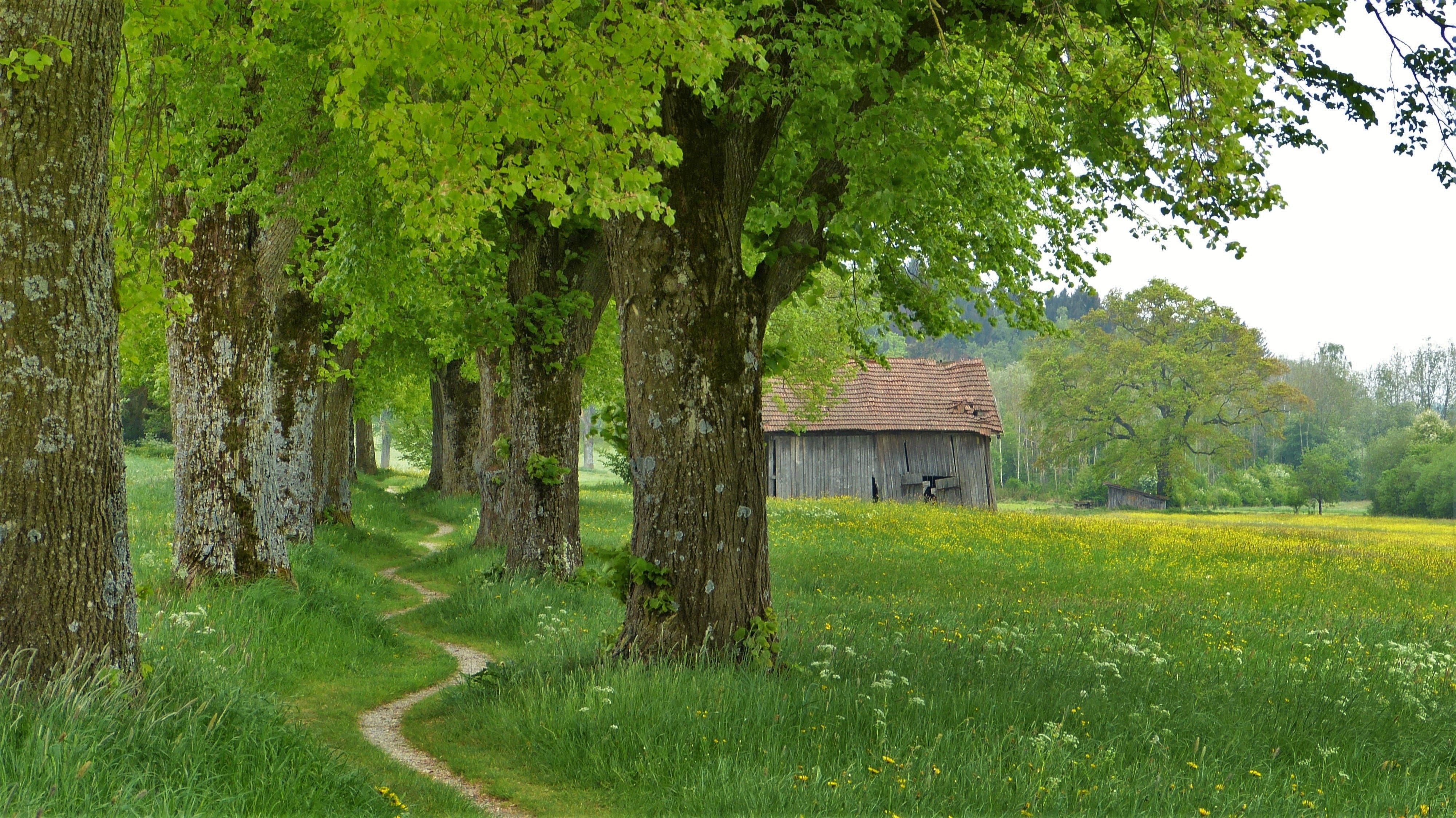 built structure, bless you, nature conservation, grass, architecture, green color, time, trunk, out, landscape, tree, outdoors, relaxation, growth, walk, HD Wallpaper