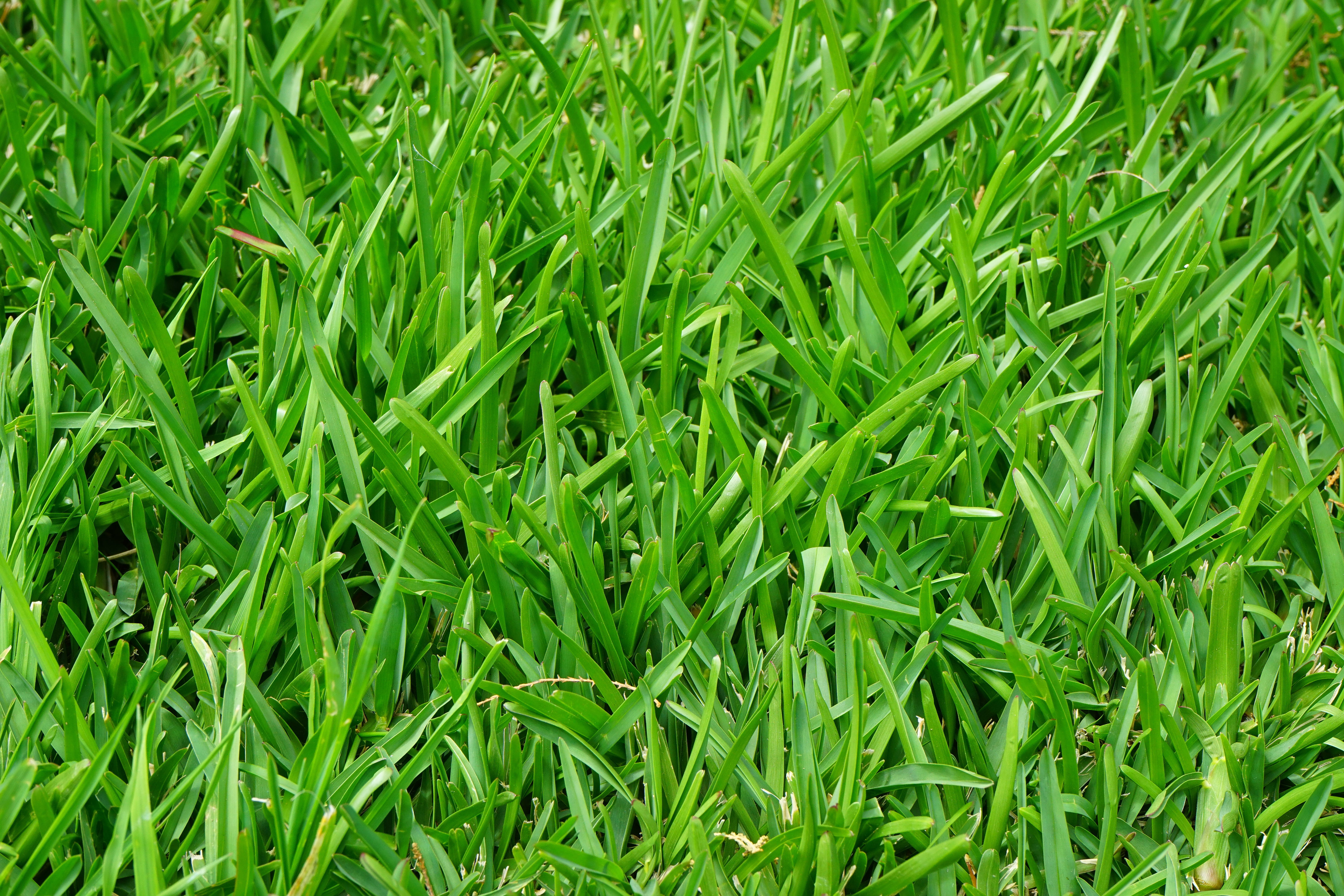 halme, growth, rush, ryegrass, maintained, lawn fertilization, close-up, grass, frisch, meadow grass, fertilization, turf, powerful, meadow, strong, short turf, HD Wallpaper