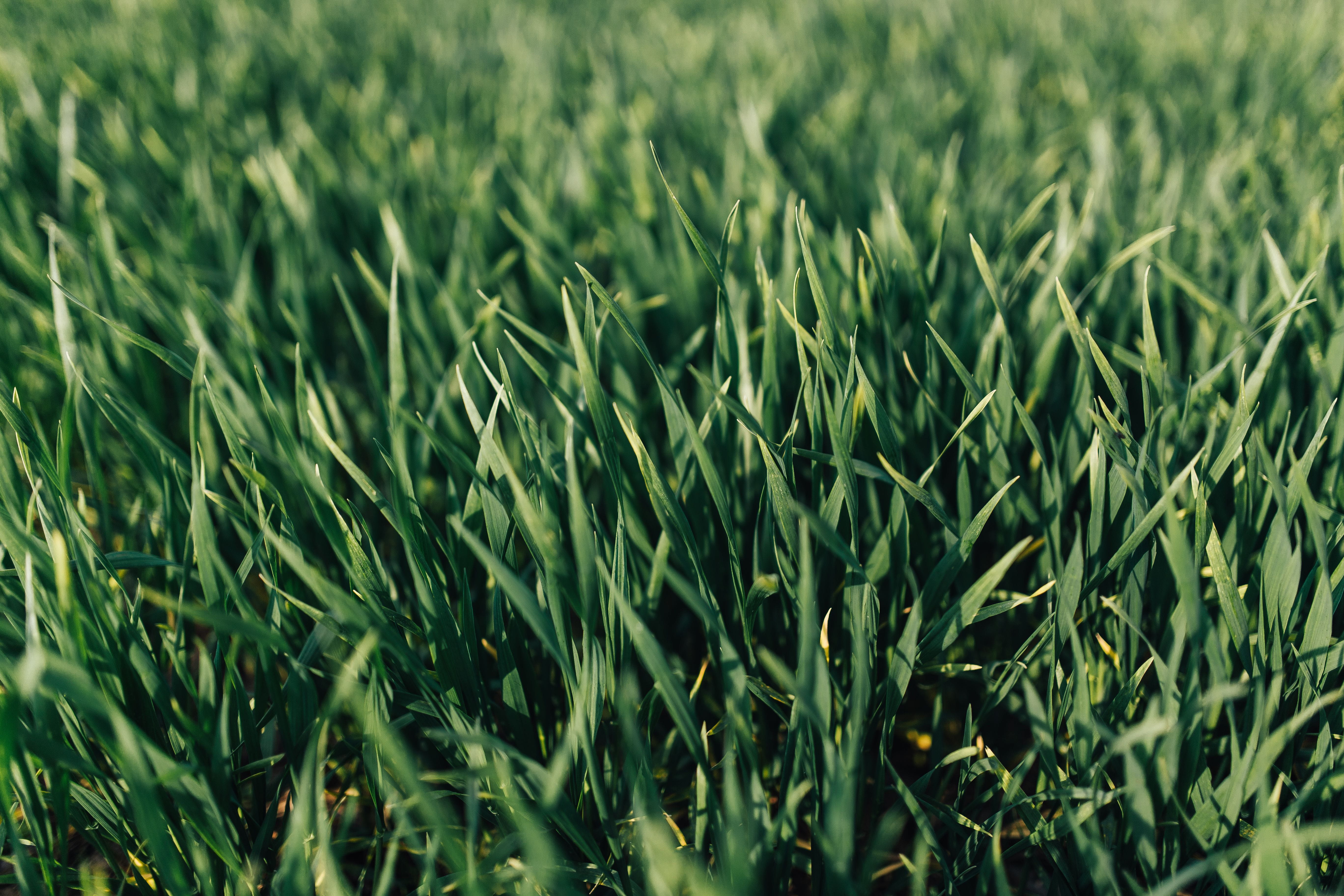 outdoors, closeup, field, farm, full frame, close, land, plant, plantation, 5K, stalk, tranquility, macro, freshness, no People, ups, meadow, green grass, HD Wallpaper
