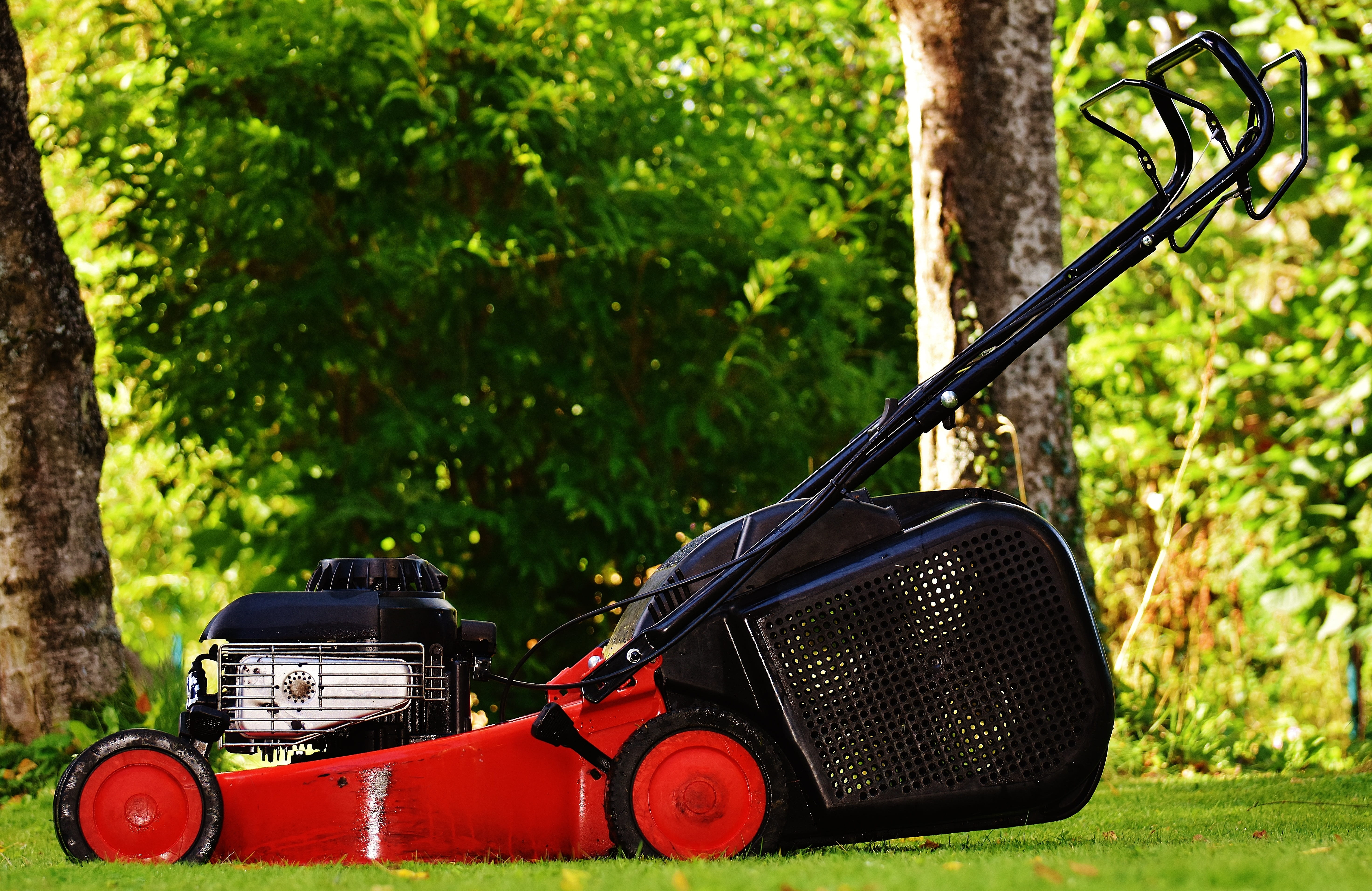 day, land vehicle, land, lawn mower, grass box, sport, nature, black, retro styled, technology, transportation, gardening, red, grass surface, 5K, lawn mowing, HD Wallpaper