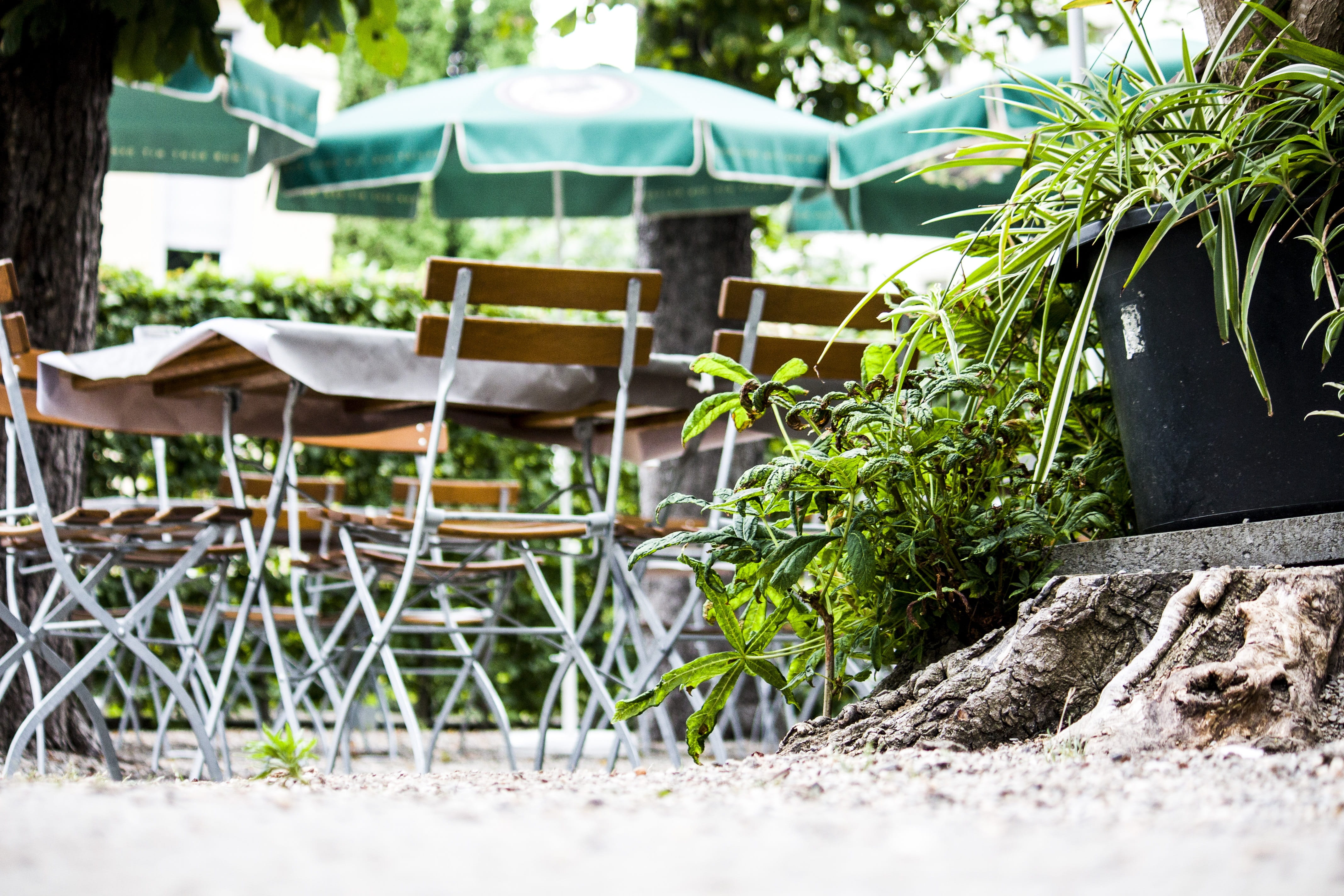 out, beer, cozy, land, nature, selective focus, tree, wood - material, drink, focus on foreground, chair, restaurant, chairs, eat, sunlight, outside catering, HD Wallpaper