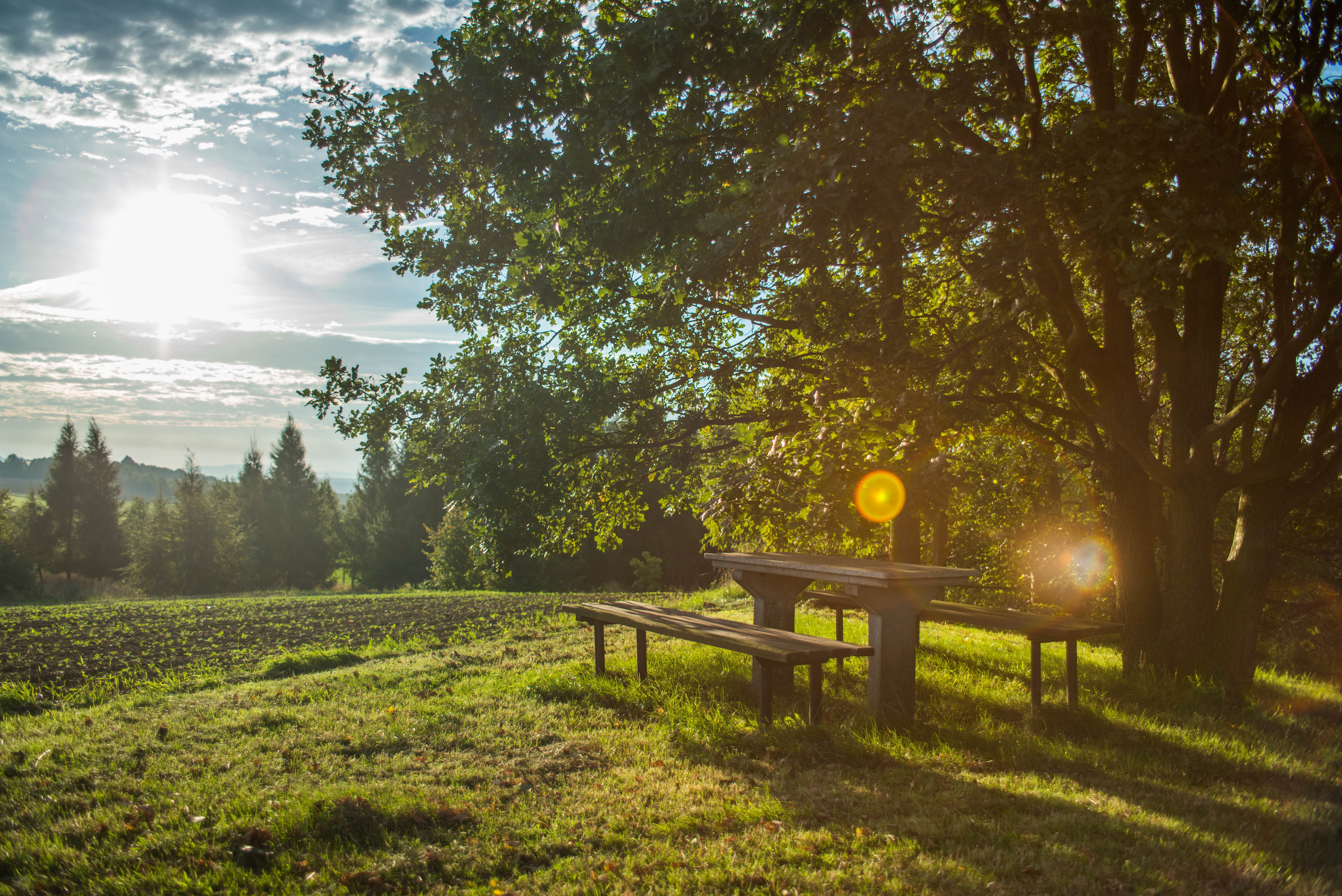forest, view, sunbeam, idyllic, beauty in nature, tranquility, sunlight, rest, chair, out, nature, scenics - nature, seat, wooden, 5K, land, grass, bright, HD Wallpaper