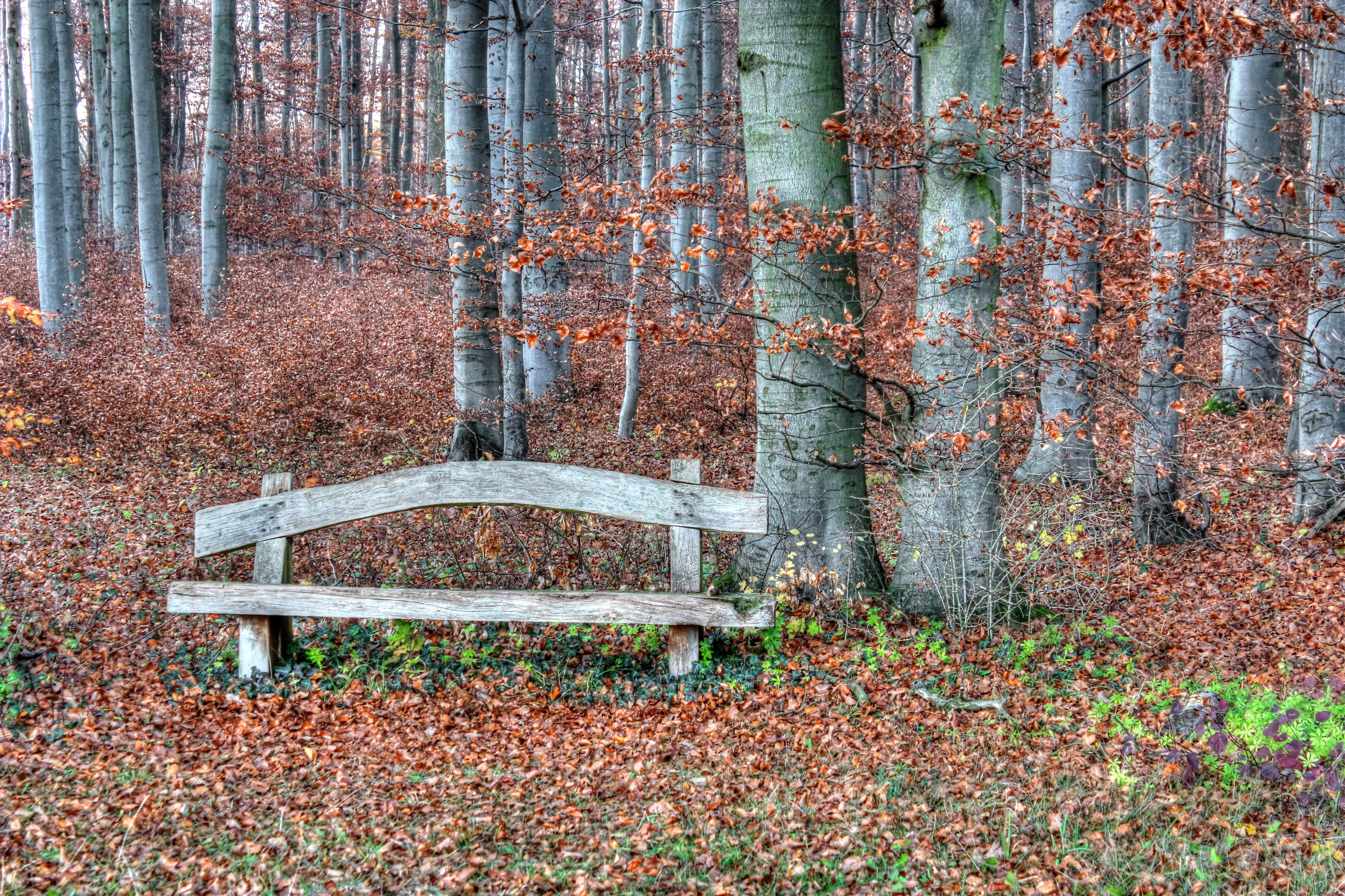empty, park, nature, wooden bench, idyll, golden autumn, brown, old, woodland, change, forest, rest, field, autumn, autumn colours, trunk, fall color, bench, HD Wallpaper