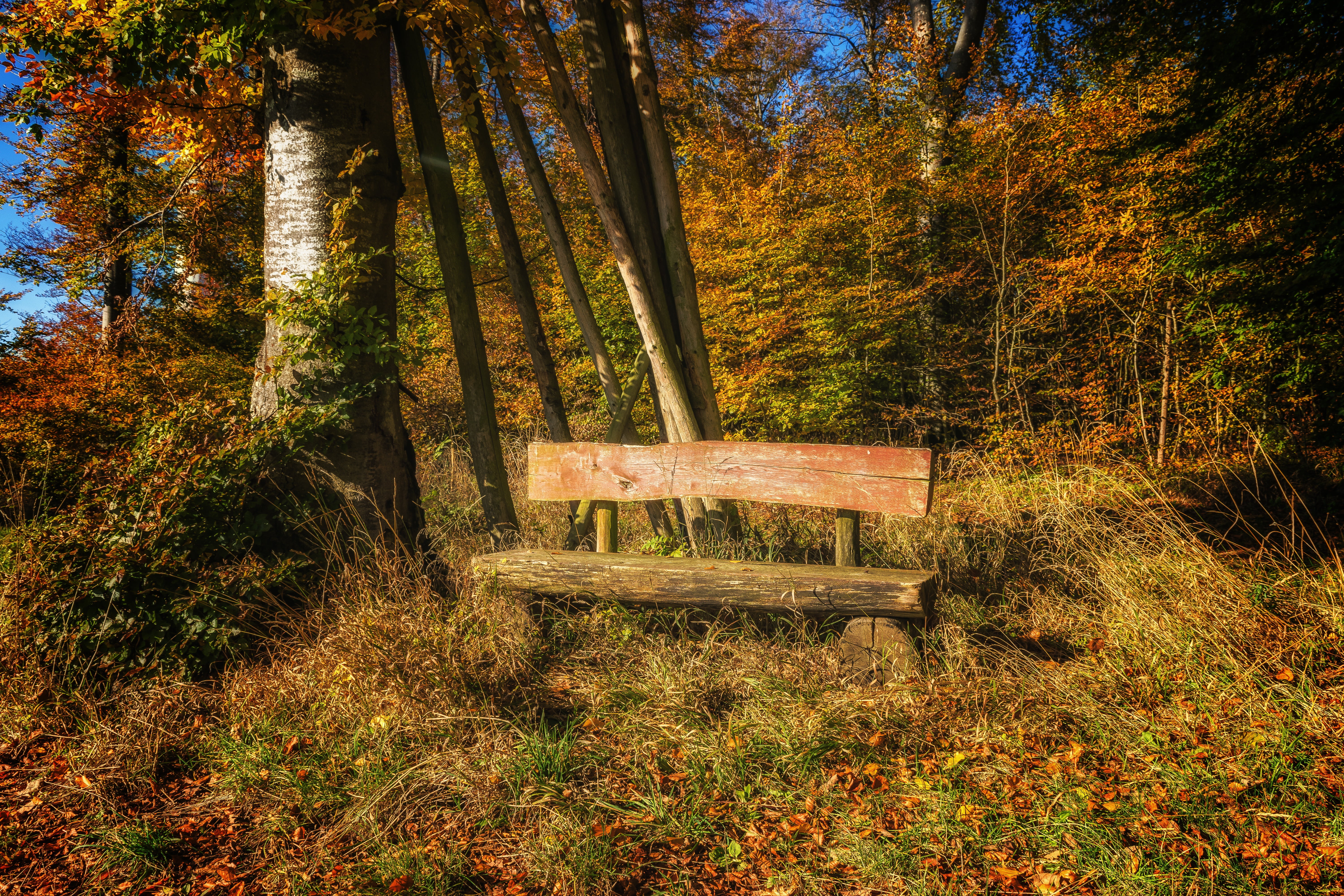 hiding place, scenics, bench, tranquil scene, day, woodland, silent, fall, loneliness, rest, autumn collection, seat, tree trunk, land, beauty in nature, HD Wallpaper