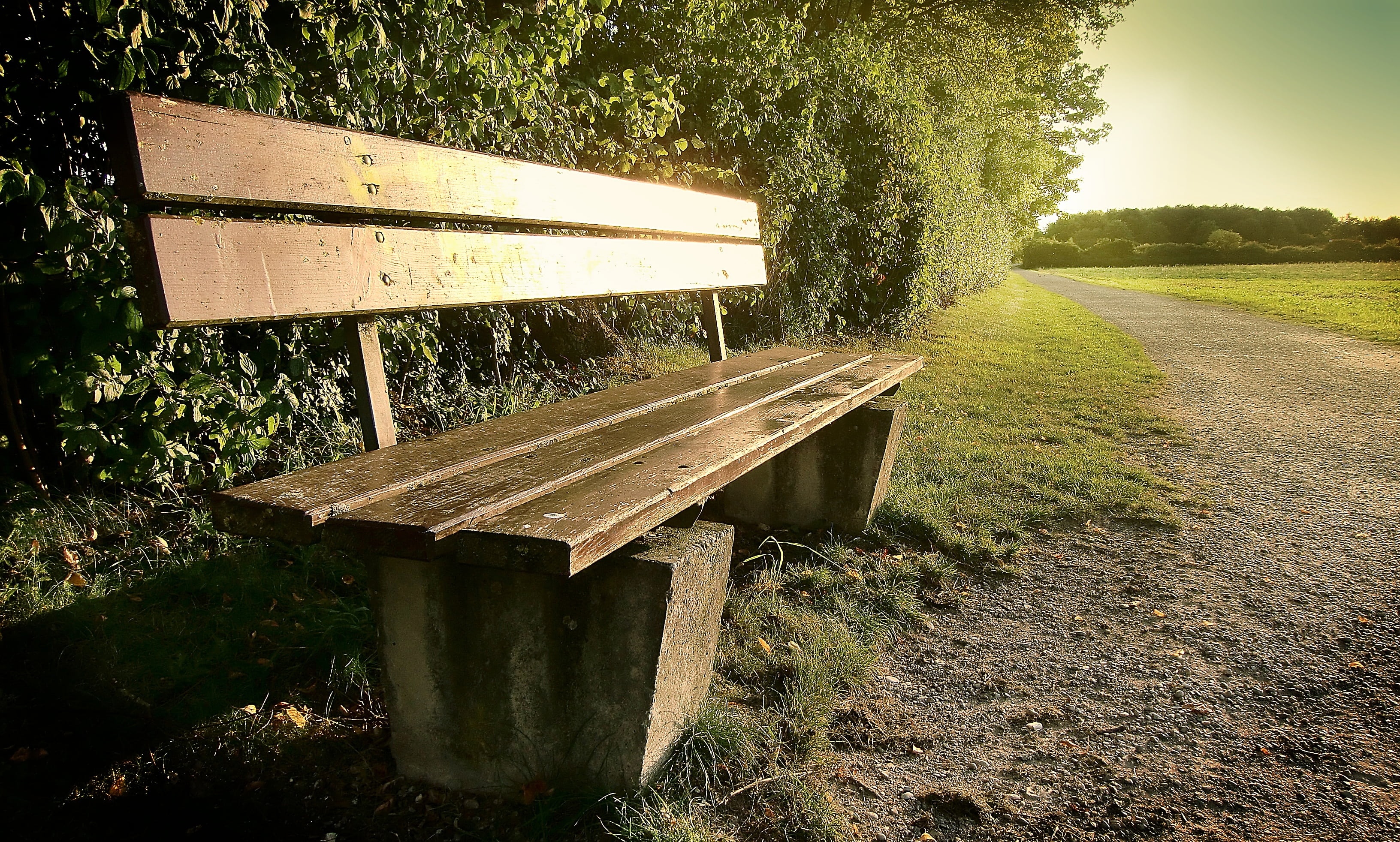 summer, grass, beauty in nature, no people, plant, nature, park, bench, wood - Material, near, tree, wooden, outdoors, 2K, growth, forest, autumn, rest, HD Wallpaper