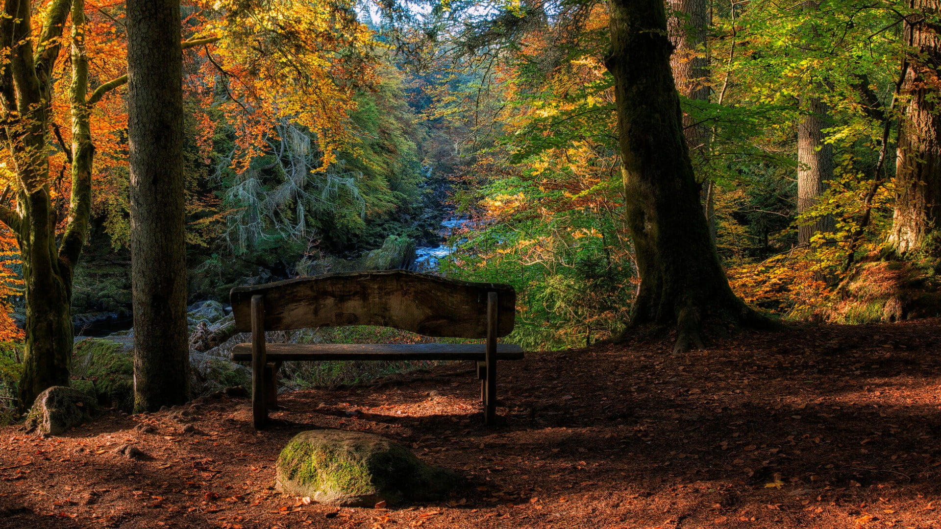 plant, land, tree, united kingdom, outdoors, fall, tranquility, beauty in nature, autumn, day, tree trunk, wilderness, growth, no people, 1080P, trunk, HD Wallpaper