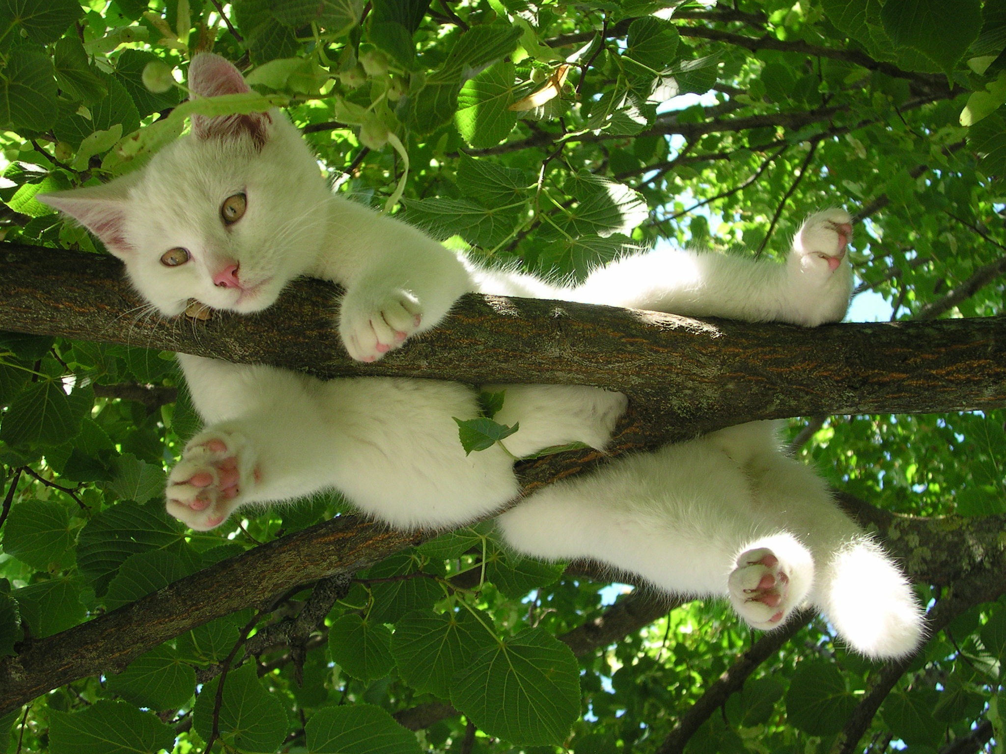 small, branch, cute, plant, domestic Cat, mammal, domestic animals, animal, pets, photography, white, cat, no people, favorite place, outdoors, one animal, HD Wallpaper
