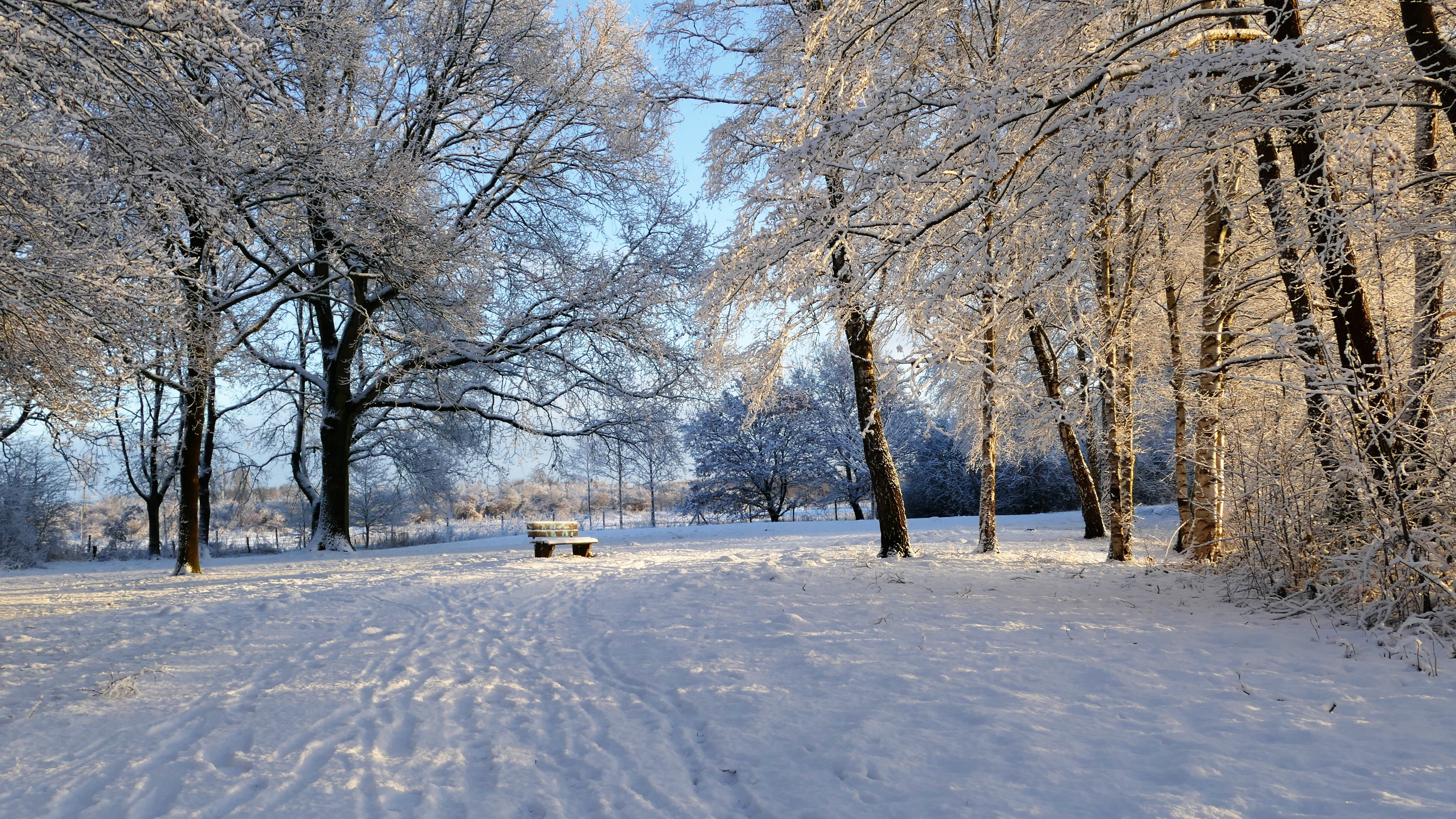 blizzard, beauty in nature, tranquil scene, winter, no people, white color, snowland country, motor vehicle, plant, nature, tranquility, extreme weather, HD Wallpaper