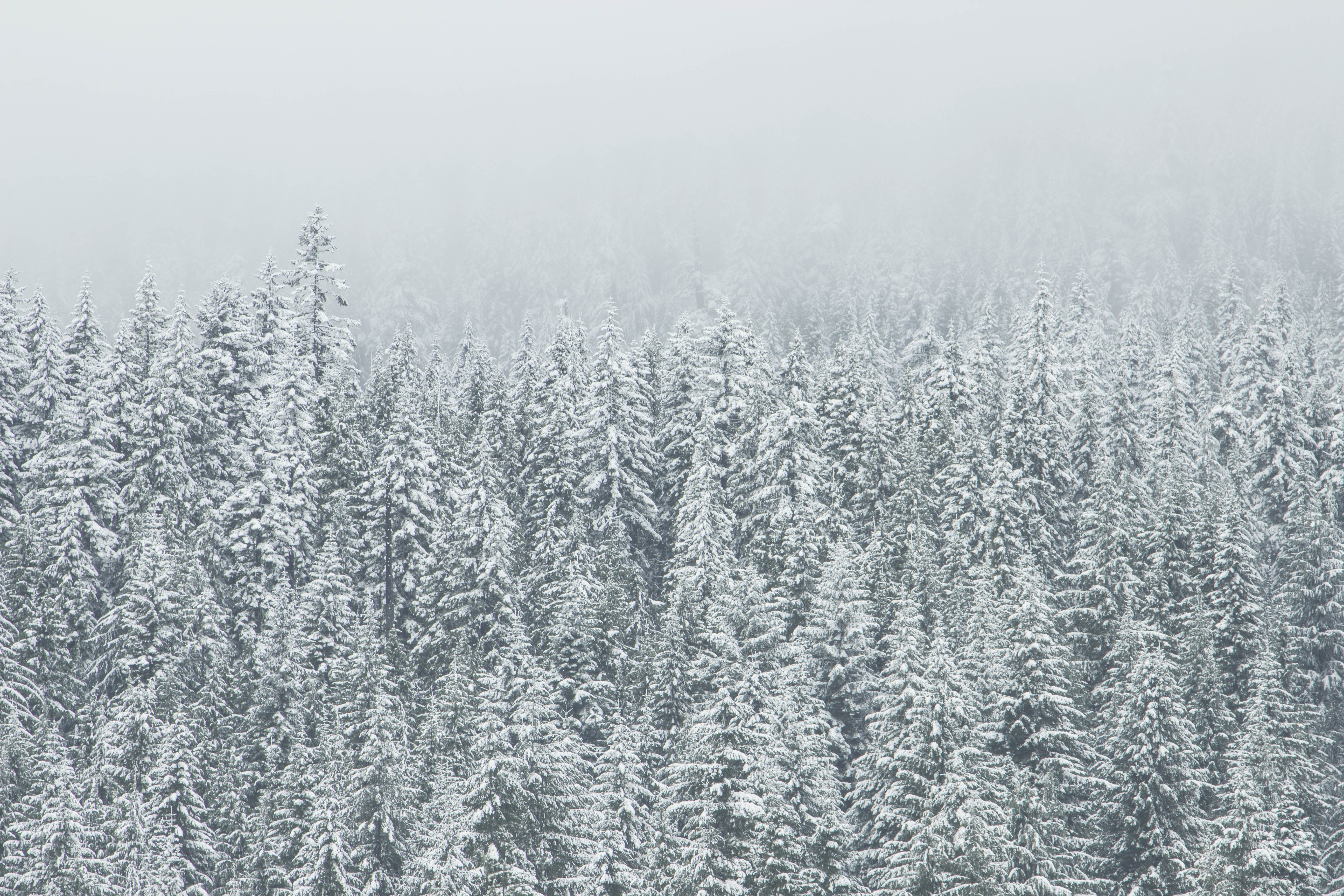 5K, wintry, snow, trees, nature, HD Wallpaper