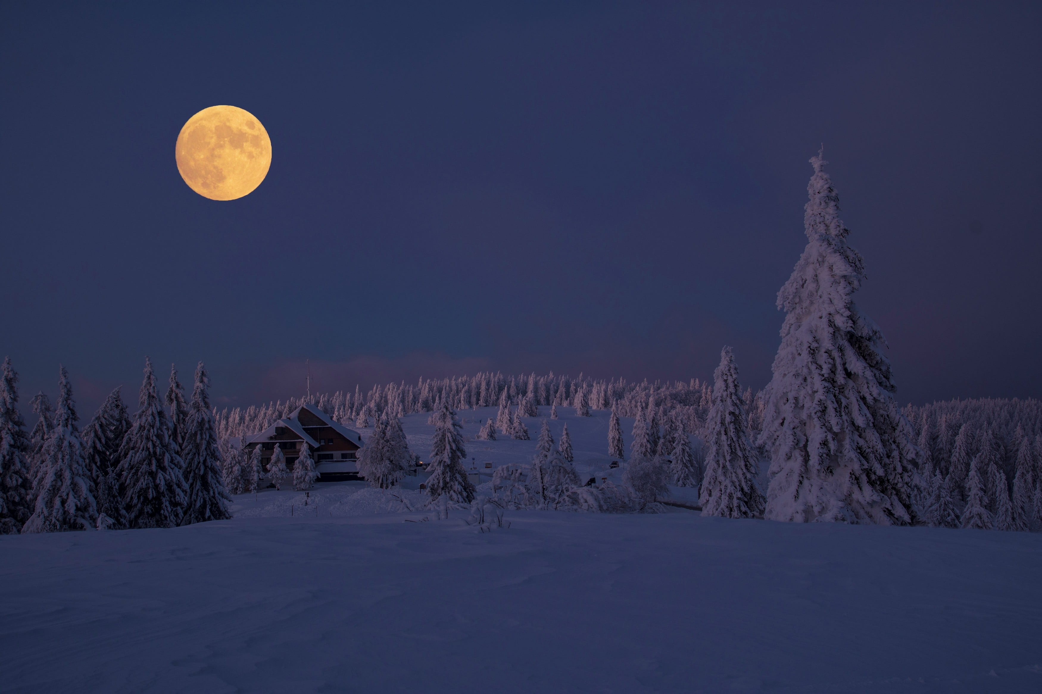 tree, 2K, nature, land, full moon, beauty in nature, cold temperature, winter, snow, scenics - nature, environment, moon, night, landscape, tranquility, HD Wallpaper