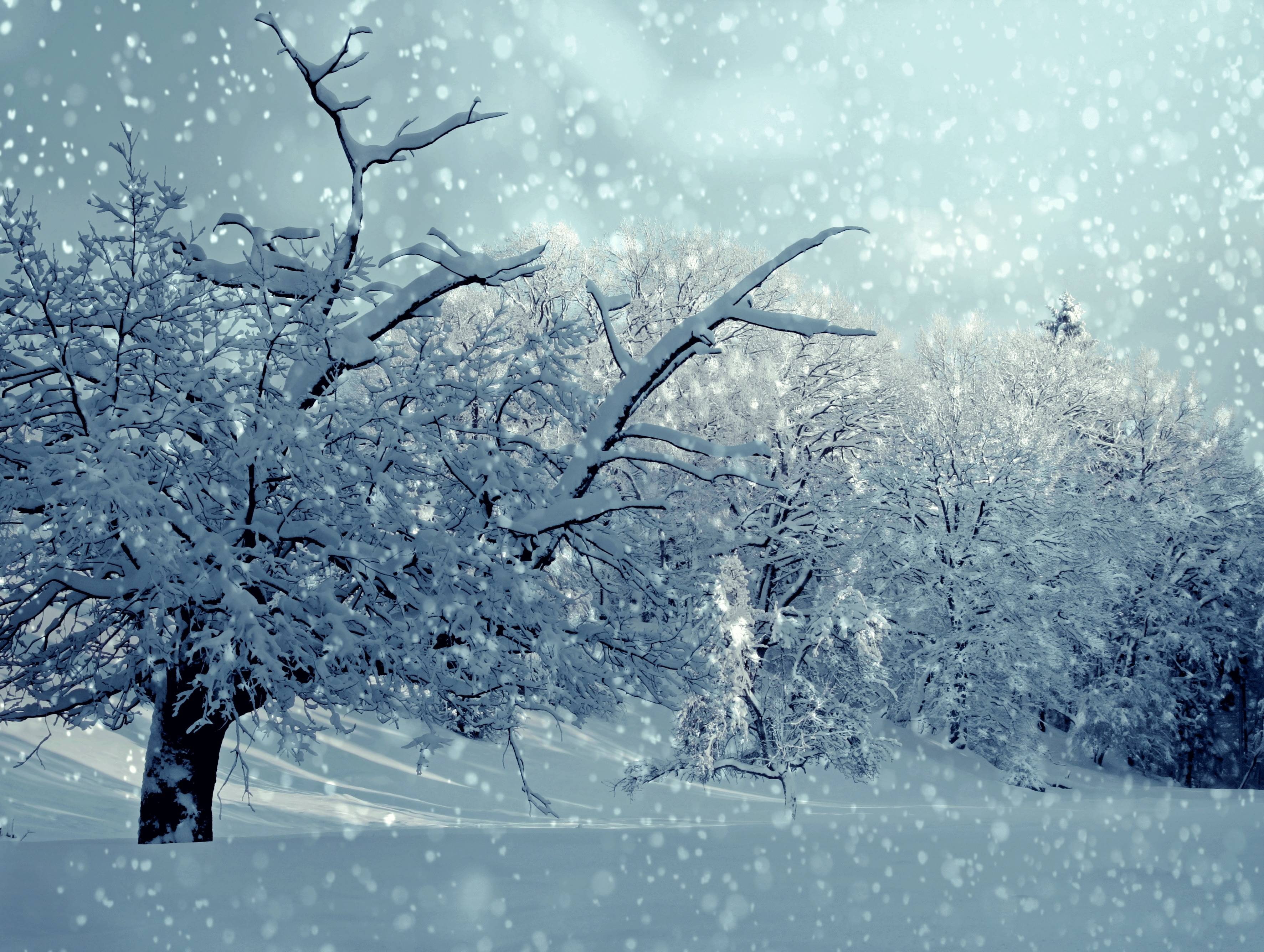 snow, snowfall, 2K, wintry, trees, snowy, winter, HD Wallpaper