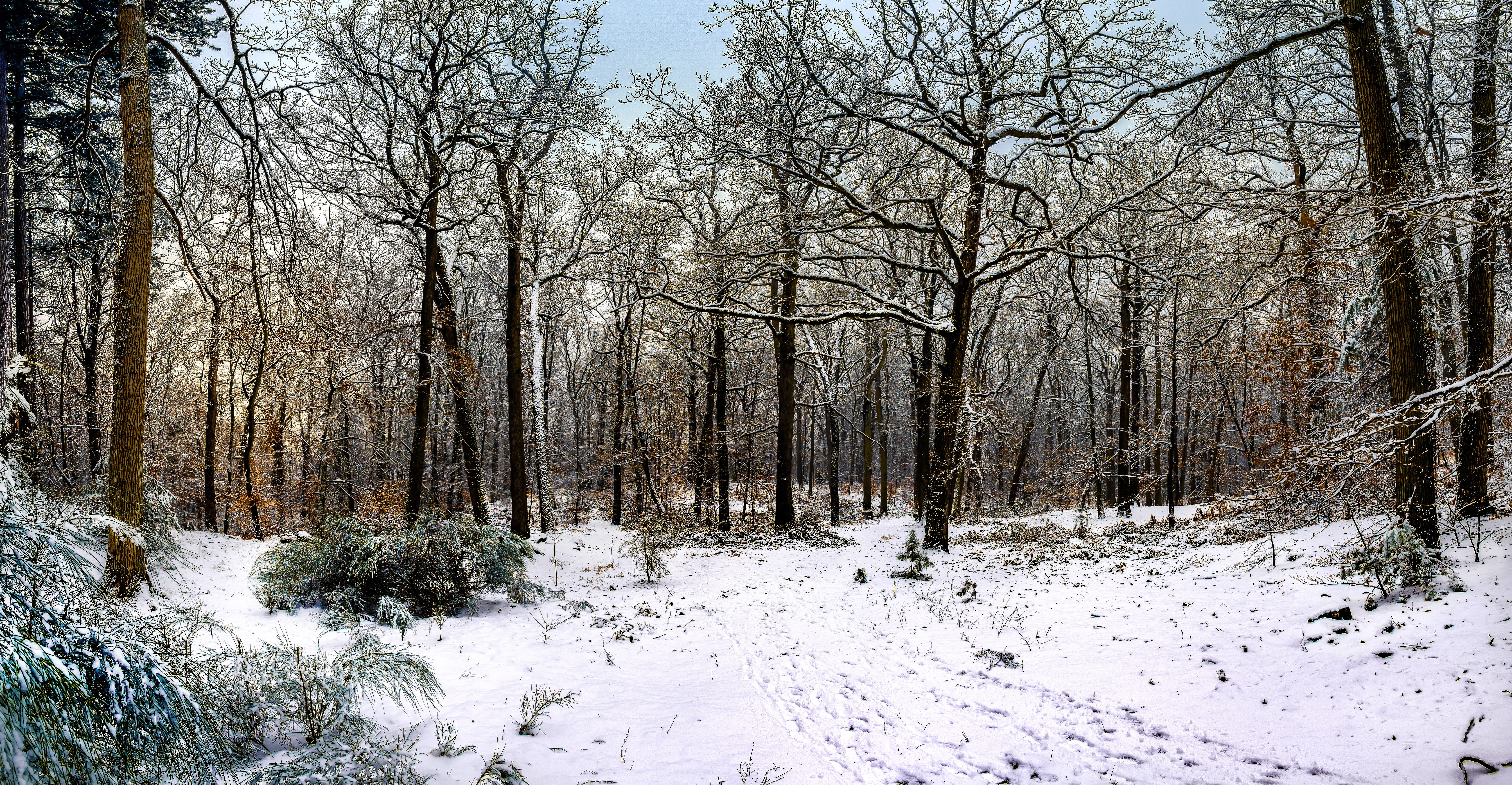 non-urban scene, nature, day, tranquil scene, white color, bare tree, beauty in nature, trees, wintry, winter, tree, woodland, snow, land, plant, forest snow, HD Wallpaper