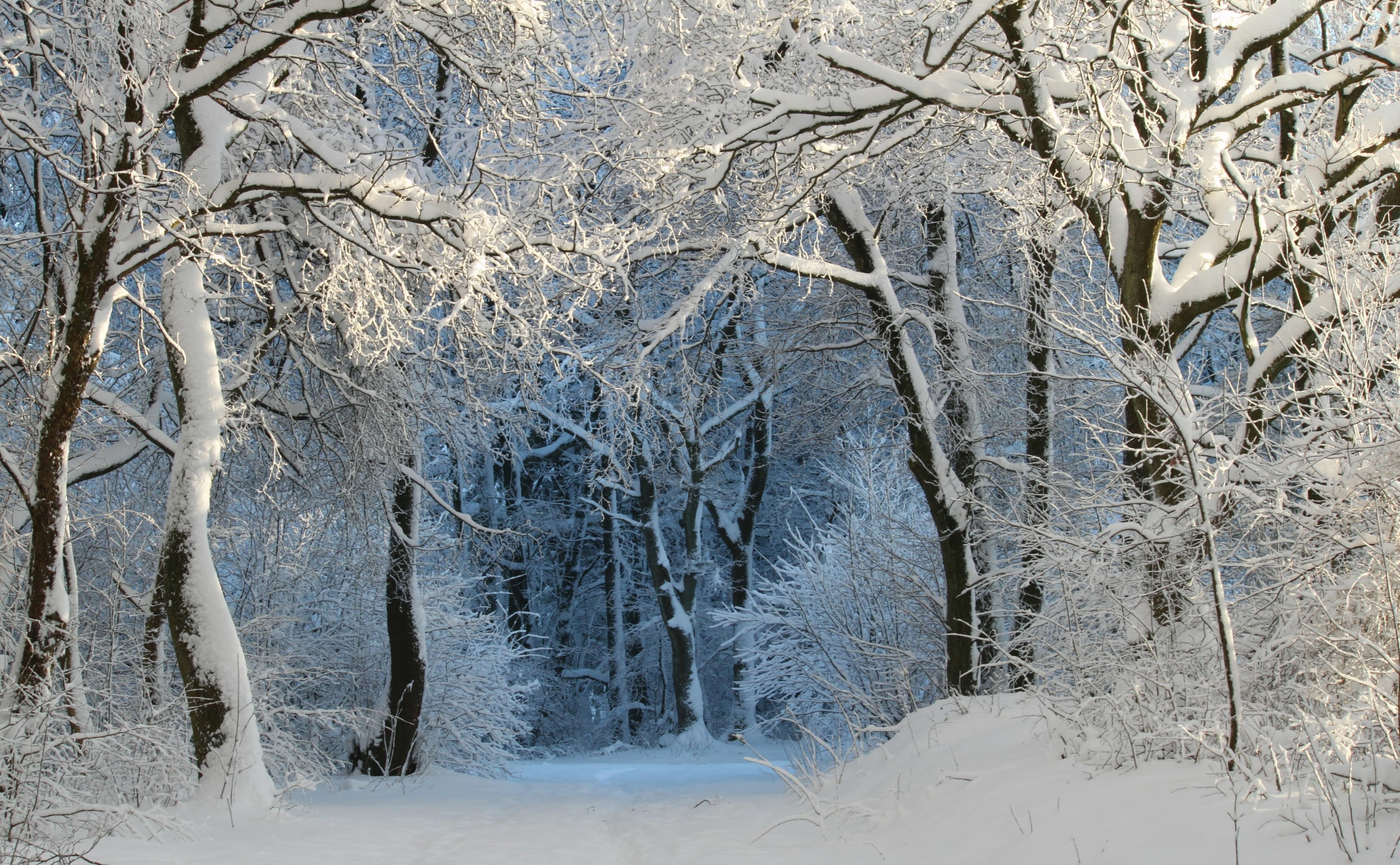 forest trail, land, digital, pine tree, tranquil scene, environment, coniferous tree, tranquility, no people, day, Forest, winter magic, winter forest, HD Wallpaper