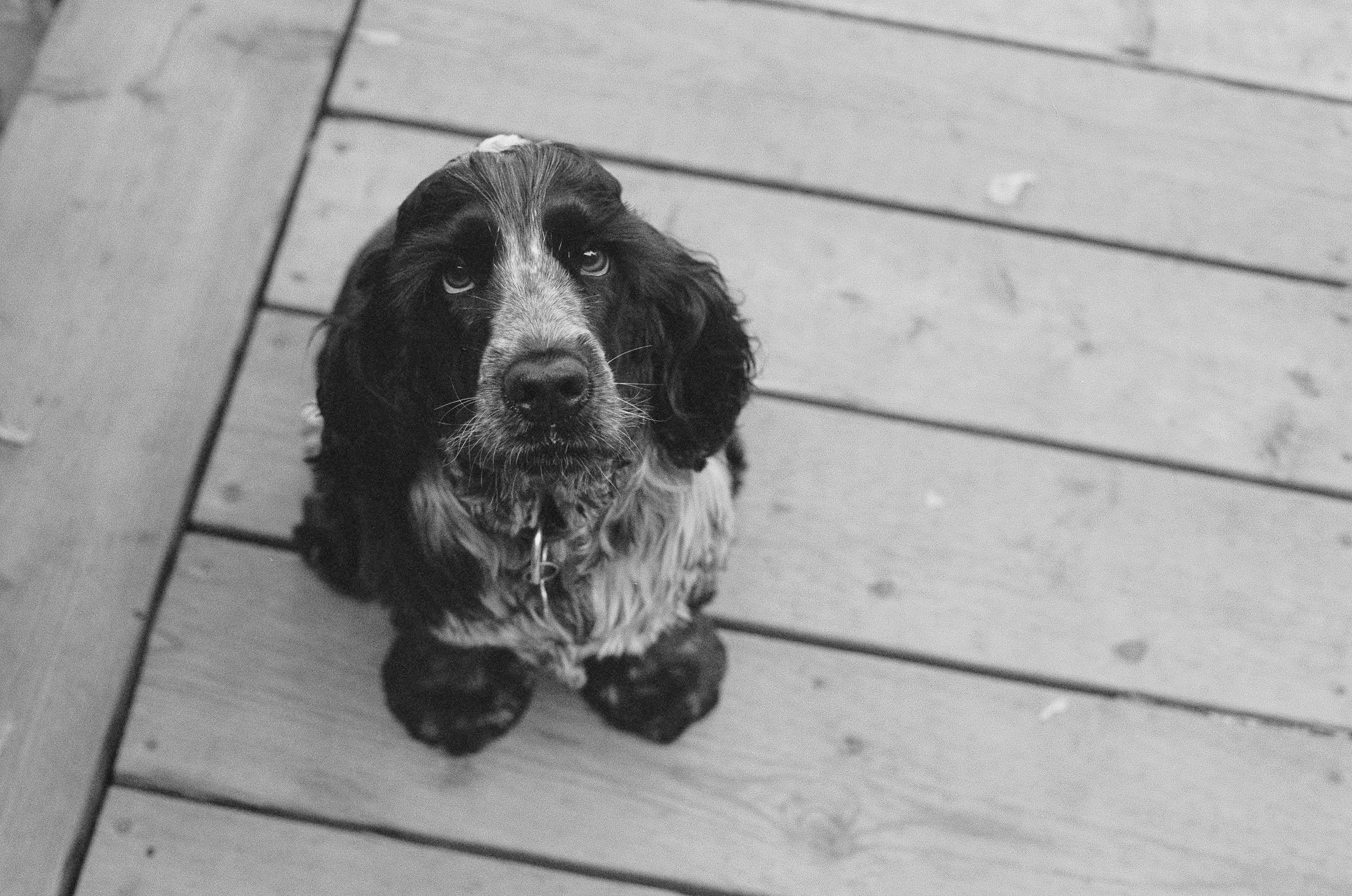 high angle view, sitting, eyes, canada, day, no people, dog, 2K, saltnpeppa, mammal, black, one animal, tiled floor, montreal, pets, outdoors, domestic animals, HD Wallpaper