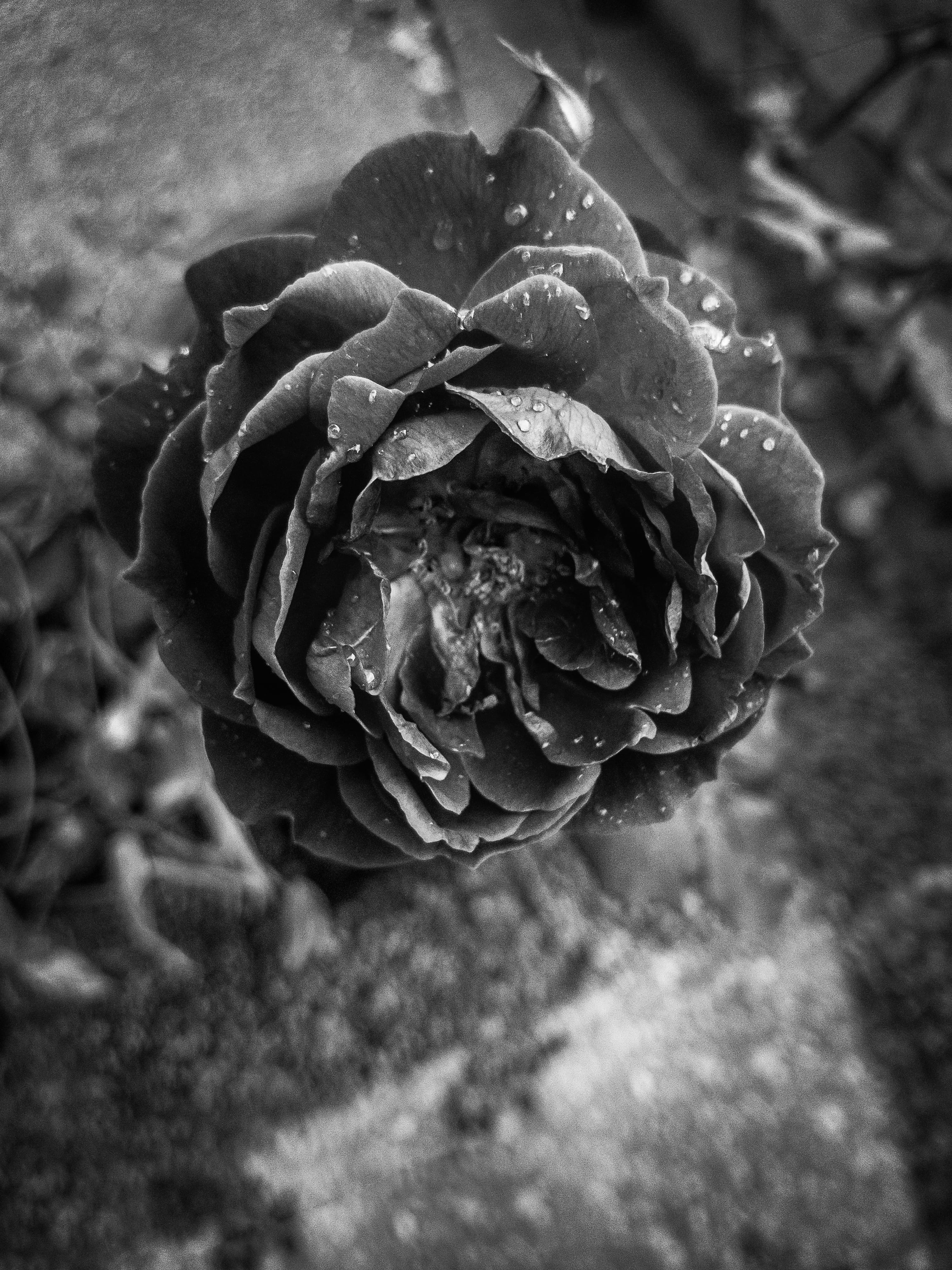 growth, gandhinagar, flower head, droplets, plant, freshness, vulnerability, wilted plant, focus on foreground, beauty in nature, inflorescence, outdoors, Phone HD Wallpaper