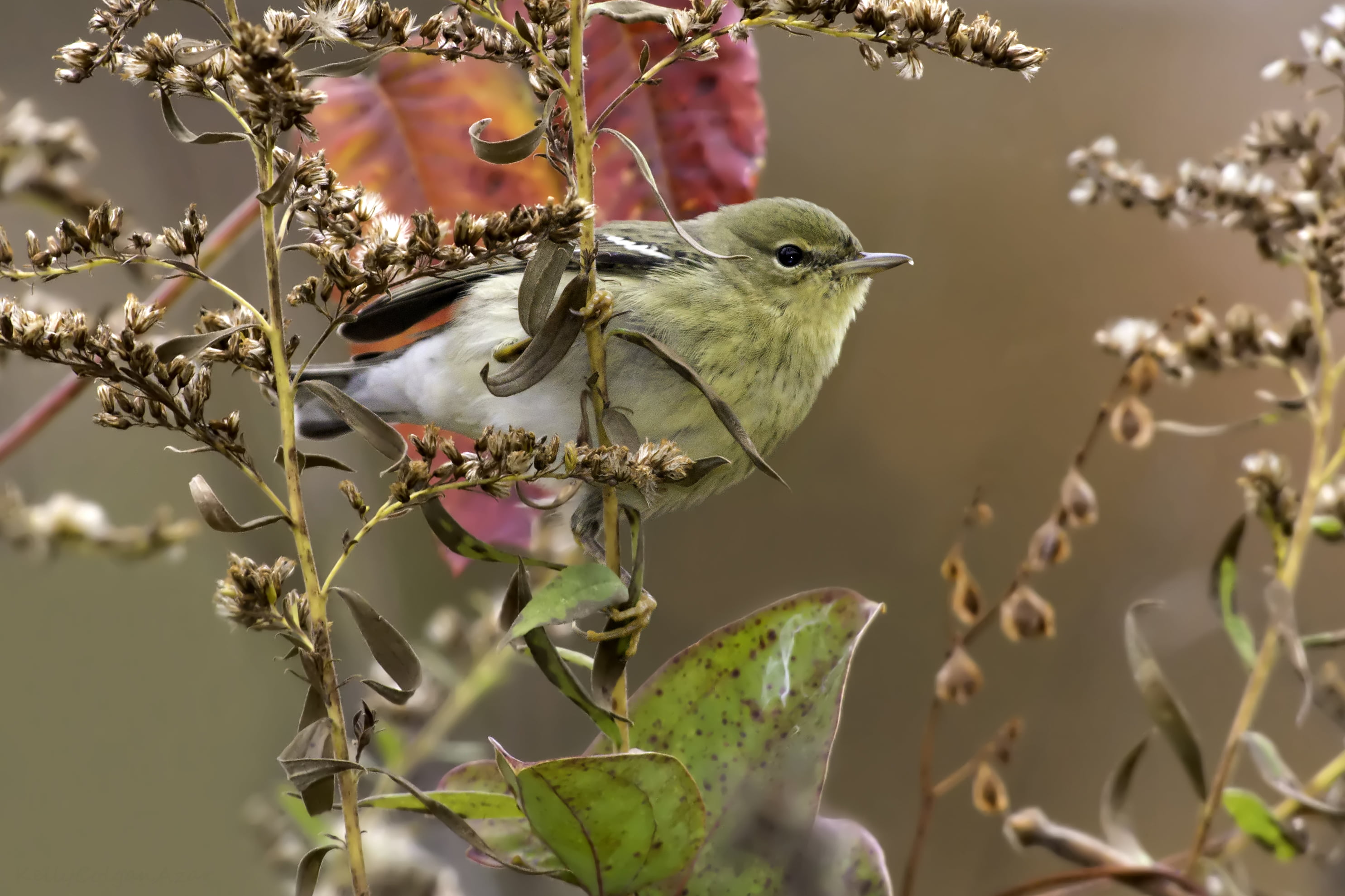 tree, leaves, Chester County  Pennsylvania, wildlife, nature, Blackpoll Warbler, photo, outdoors, plant, USA, branch, 2K, beak, green, Juvenile, bird, HD Wallpaper