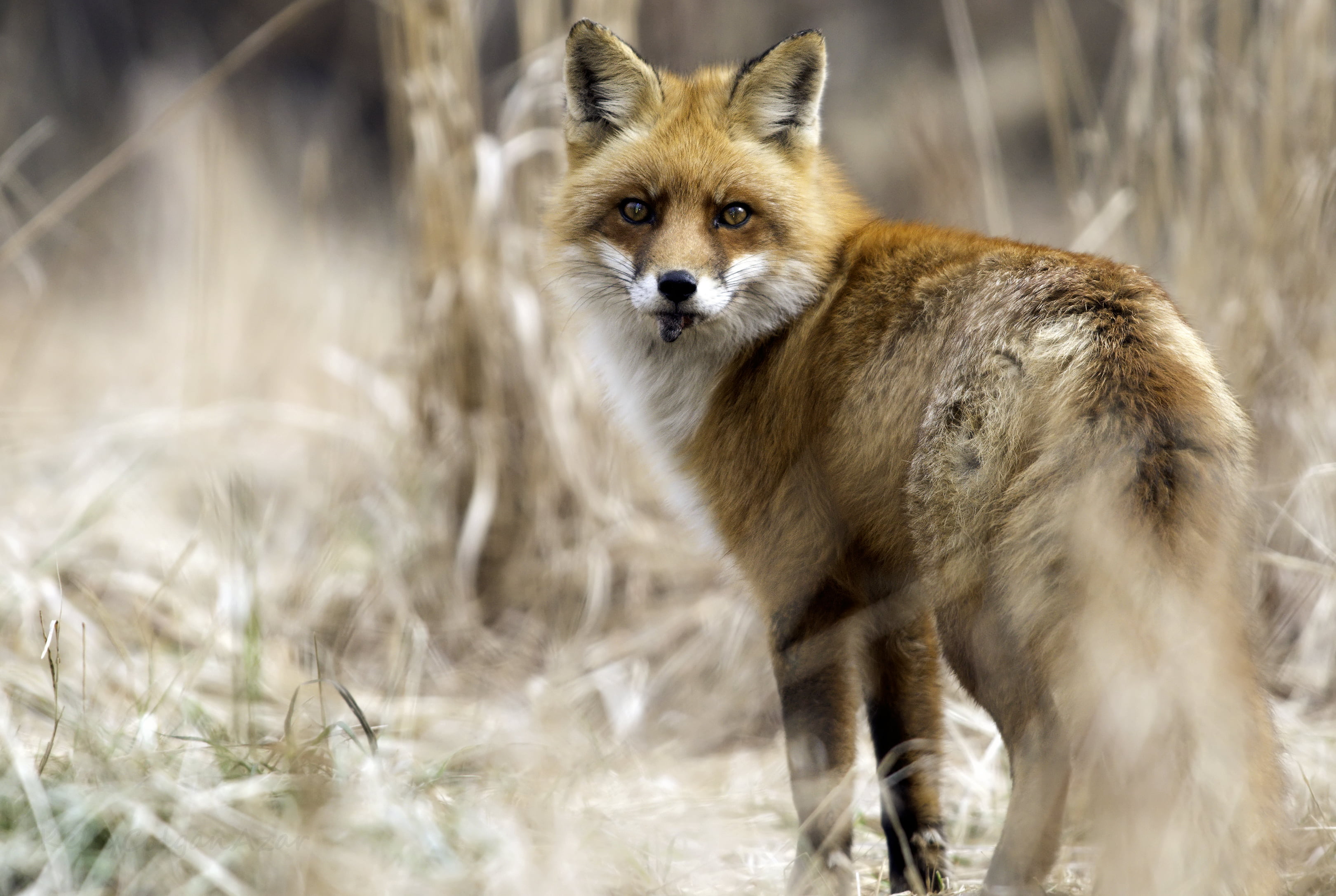 wildlife, prey, 2K, focus, red, fox, carnivore, Red Fox, nature, Chester County  Pennsylvania, Vulpes vulpes, animal, photo, mammal, animals In The Wild, HD Wallpaper