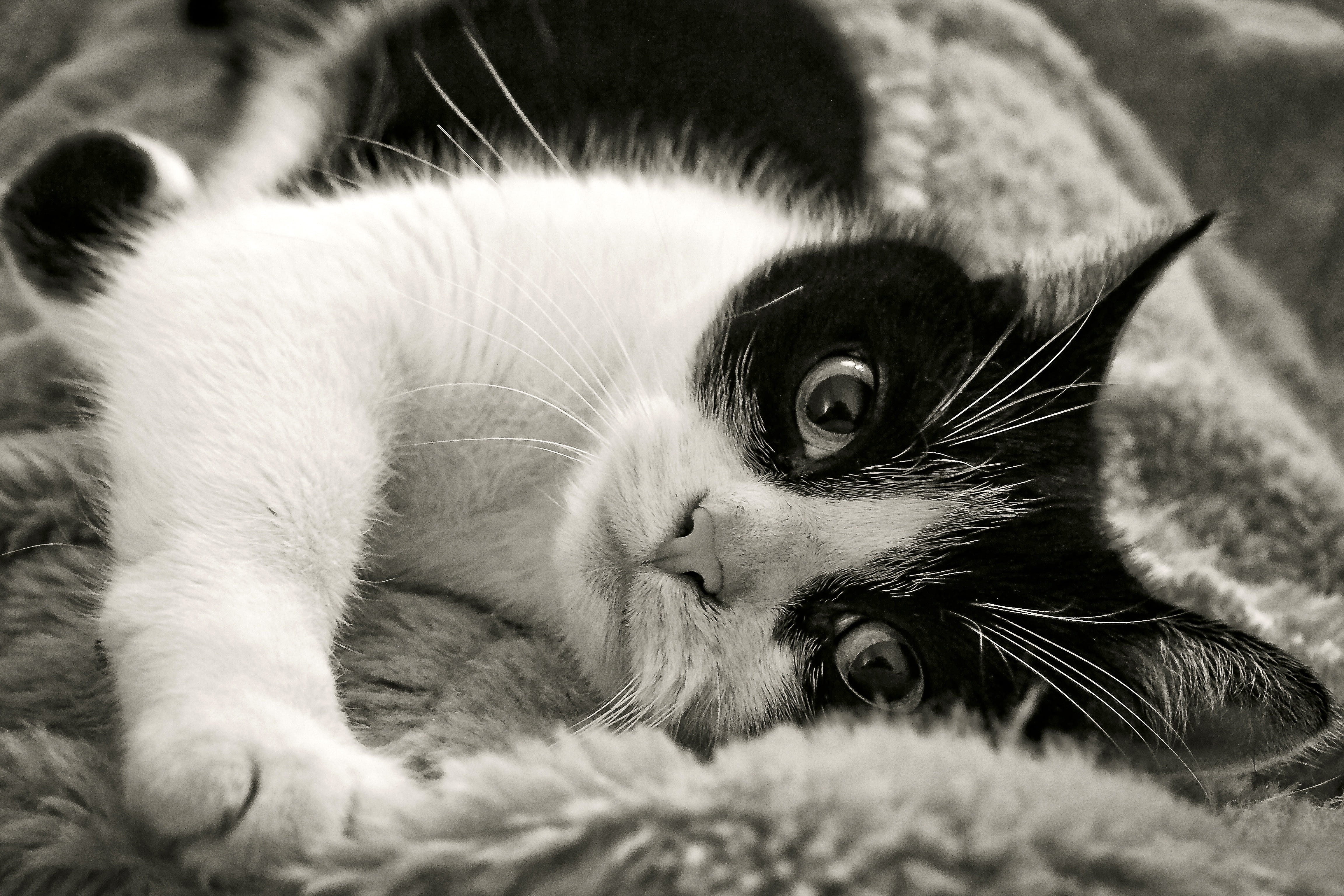 sleep, relax, siesta, animal portrait, rest, cat, lying, rest pause, domestic animals, mammal, recovery, vertebrate, no people, chill out, flora, feline, HD Wallpaper
