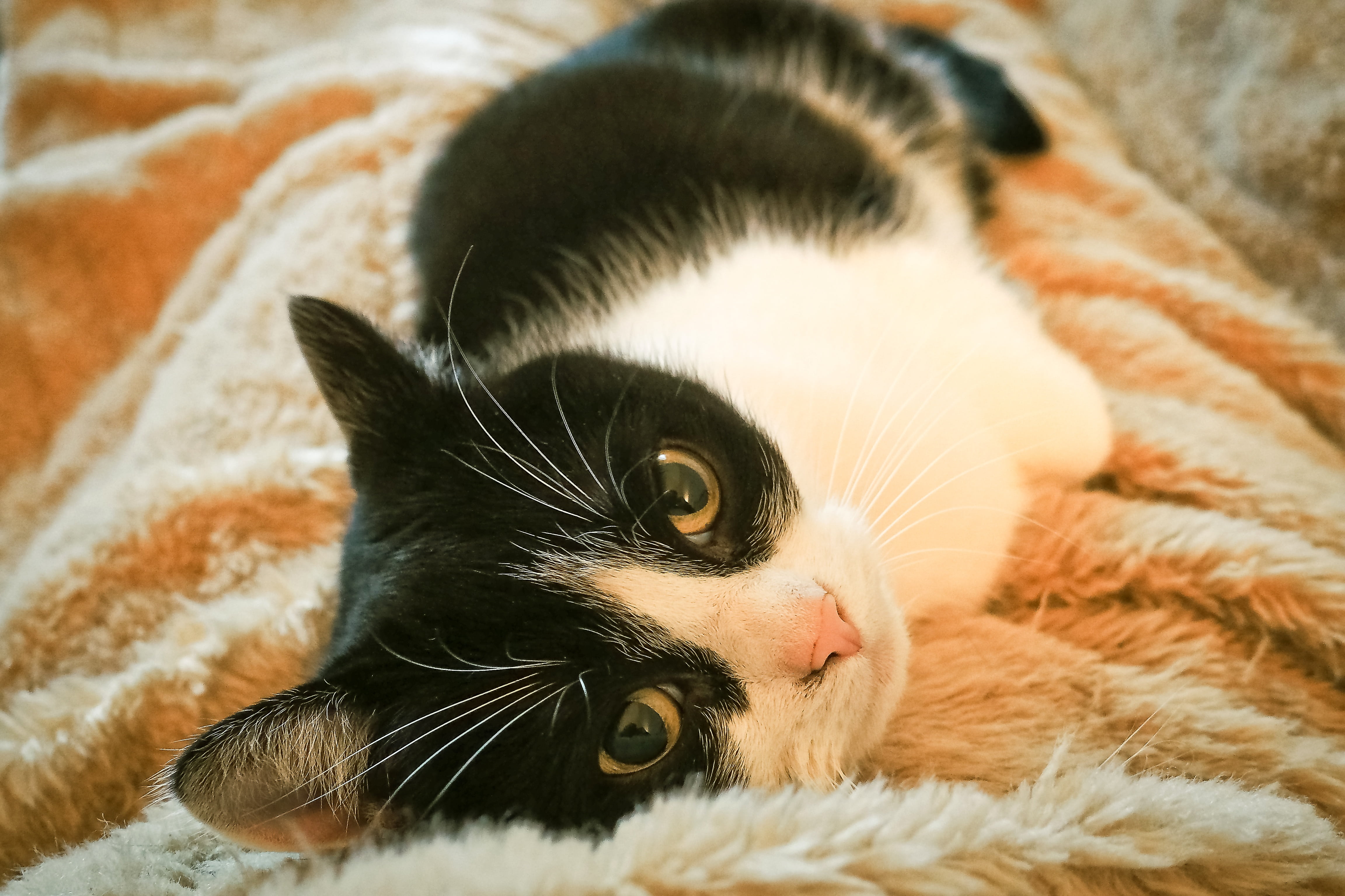 white, portrait, recovery, animal themes, recover, sleeping, focus, relaxation, no people, flora, cats eyes, animal portrait, selective, mammal, tired, HD Wallpaper