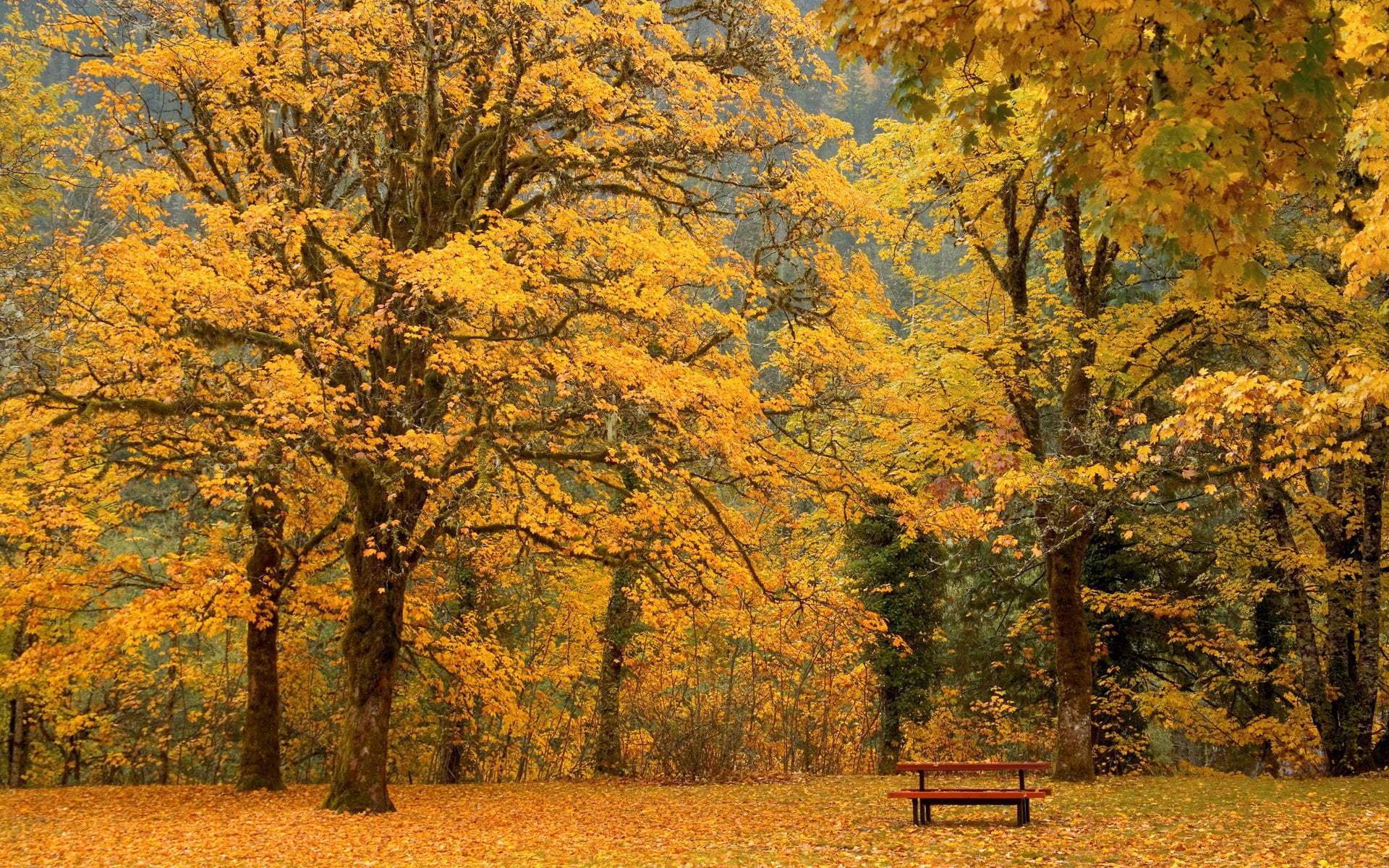 lush Foliage, park bench, orange Color, gold Colored, forest, tranquility, leaf, yellow, colors, wooden, color Image, plant, leafed, trees, brown, 1080P, HD Wallpaper