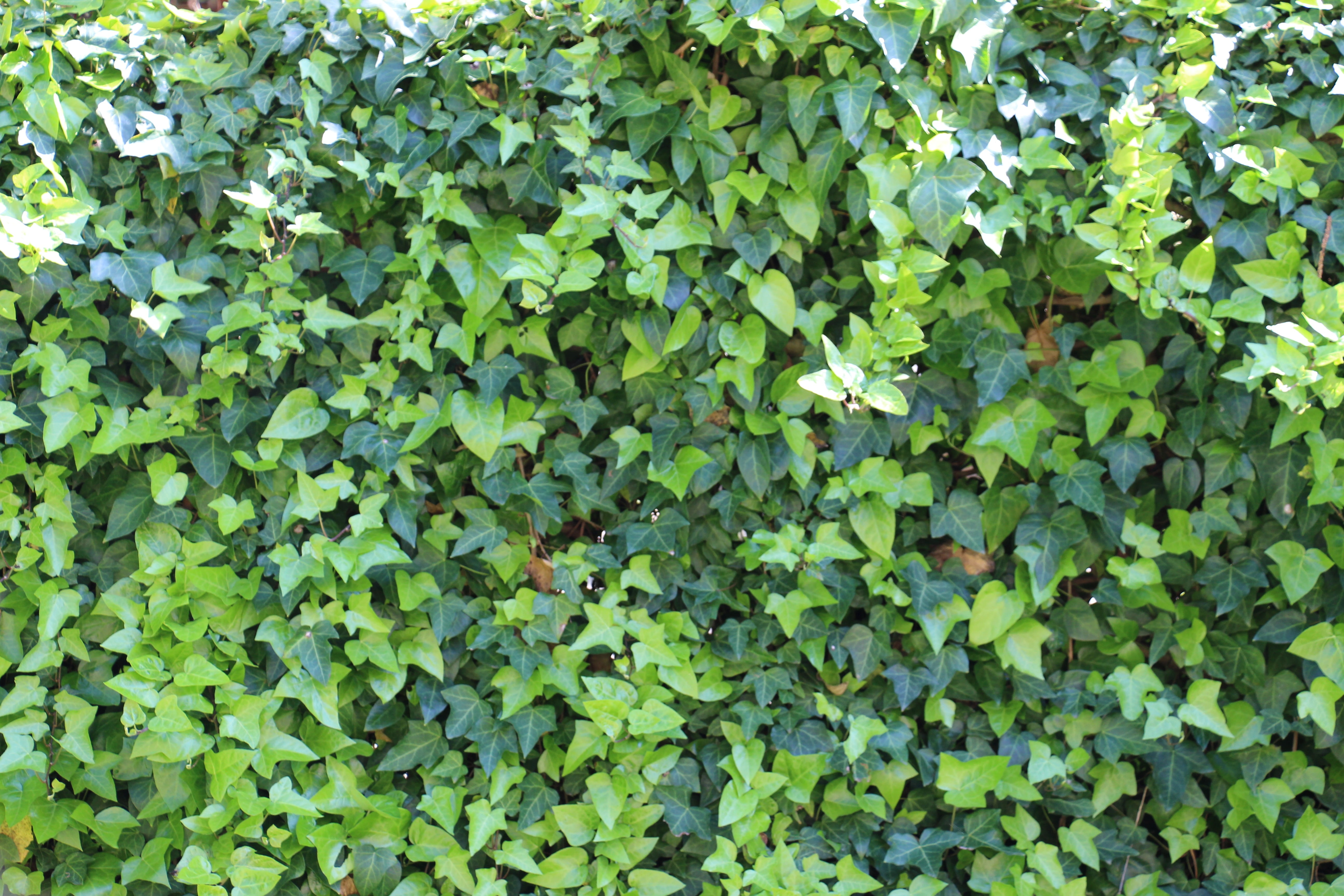greenish, abundance, field, shades of green, flora, growth, clover, leaf, plant, tranquility, green color, foliage, light green, beauty in nature, decorative, HD Wallpaper