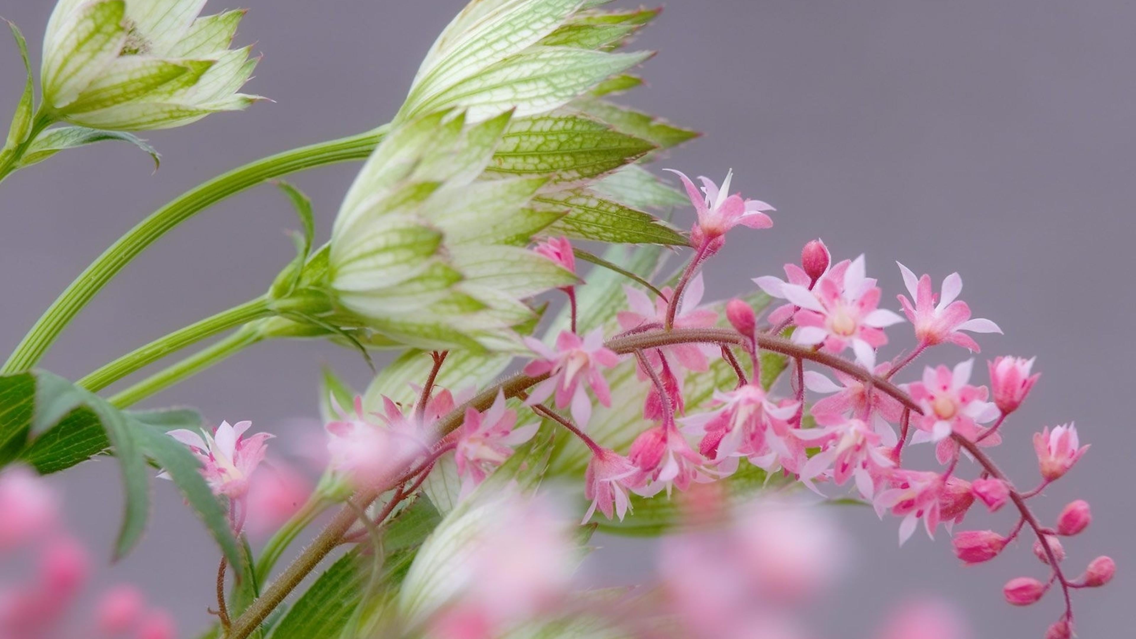 bloom, butterfly, pink color, stem, selective focus, cabbage butterfly, vulnerability, fresh, 4K, outdoors, botany, blooming, maple, pink, floral, plant part, HD Wallpaper