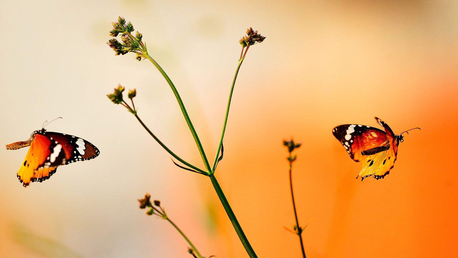 animal wing, botanical, outdoors, detail, growth, seasonal, insect, plant, fragility, nature, grass, forest, butterfly - insect, summer, agriculture, blossom, HD Wallpaper