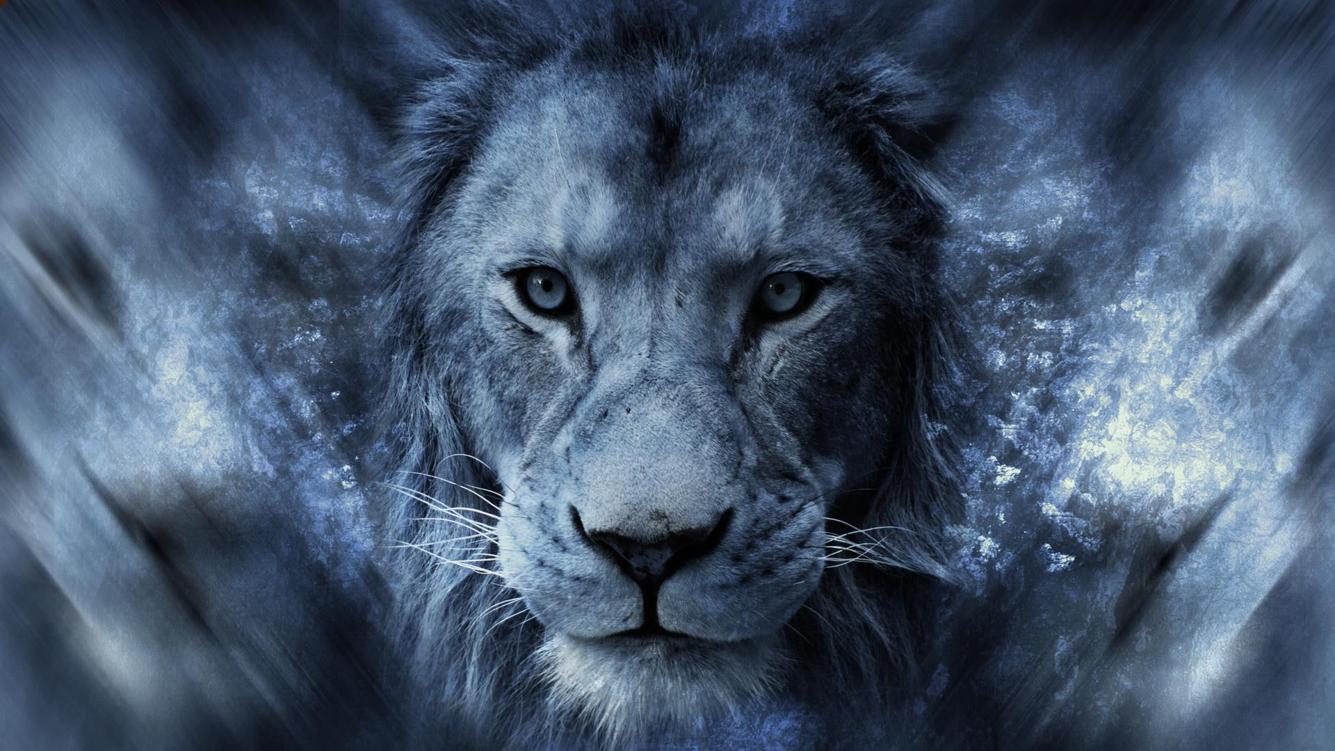 africa, lion, 1080P, animals, HD Wallpaper