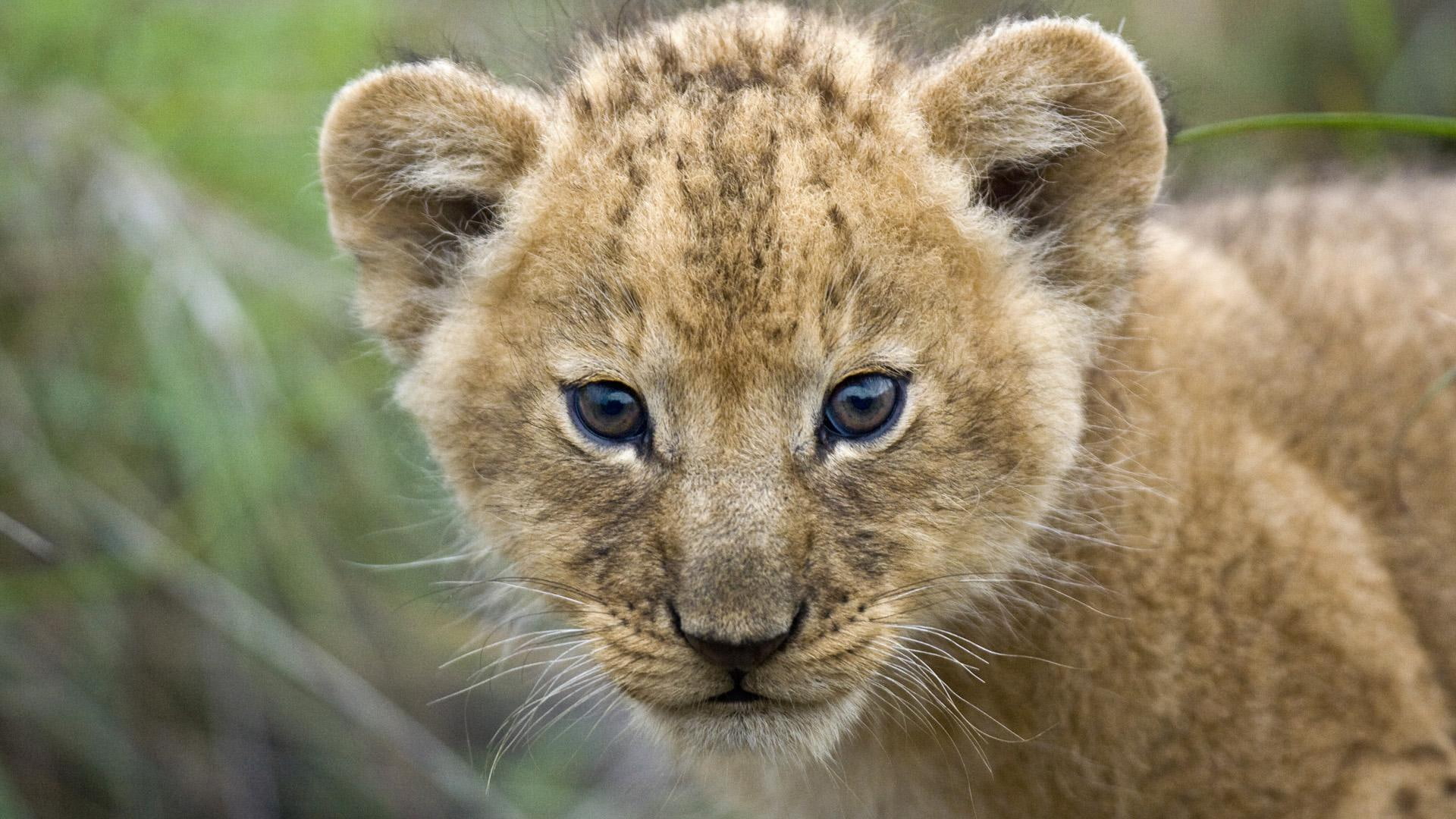 masai, africa, animals, masai mara, lion, 1080P, cub, kenya, young lion cub, mara, young, HD Wallpaper