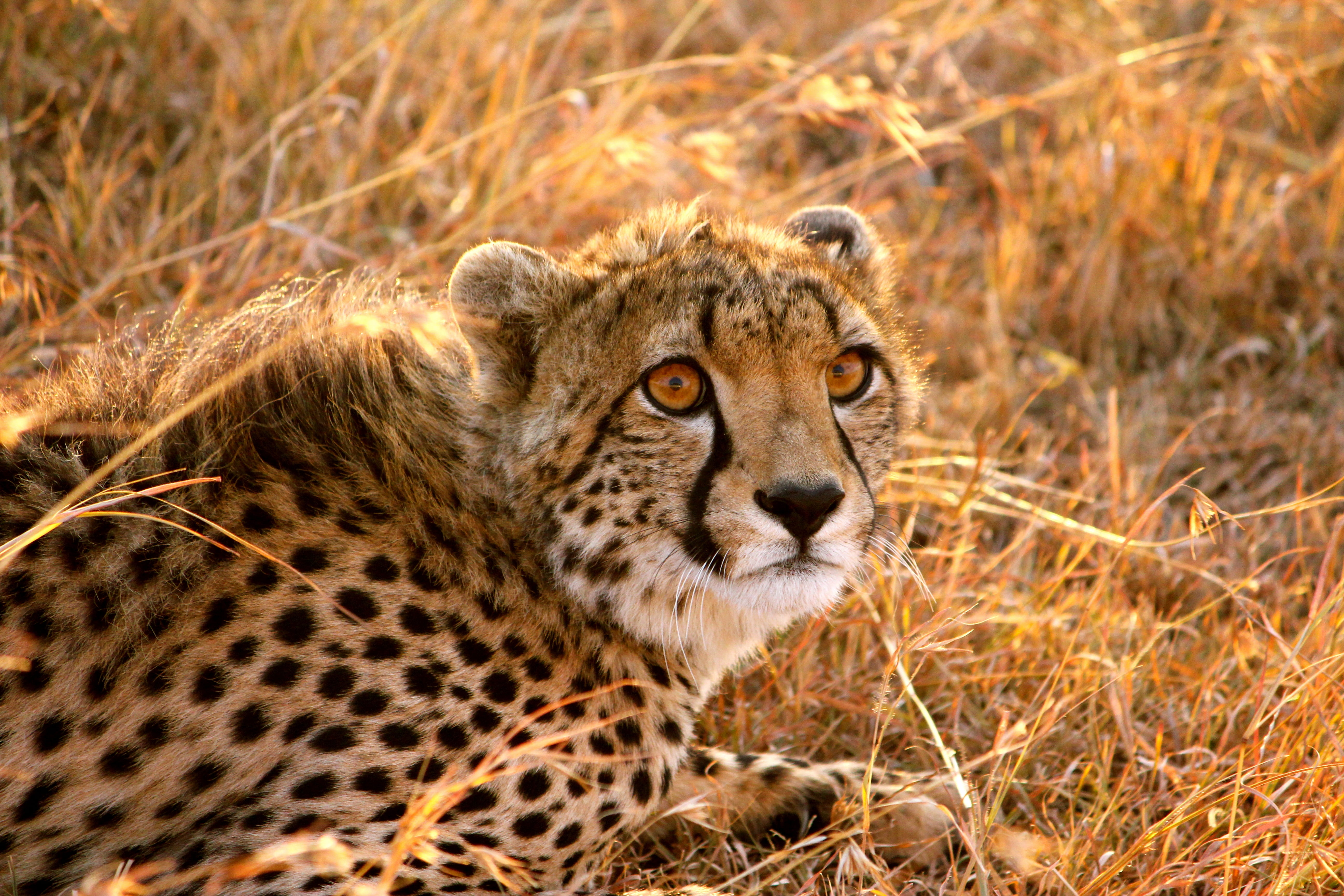 outdoors, one Animal, cheetah, nature, nature Reserve, mammal, grass, wildlife, endangered Species, wildlife Reserve, serengeti National Park, animals Hunting, HD Wallpaper