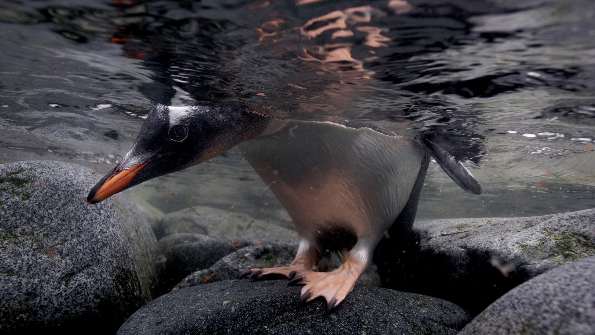 sea, cold - Temperature, head, nature, black Color, flightless Bird, water, water Bird, day, gray, animal themes, south Pole, bird, antarctica, outdoors, HD Wallpaper