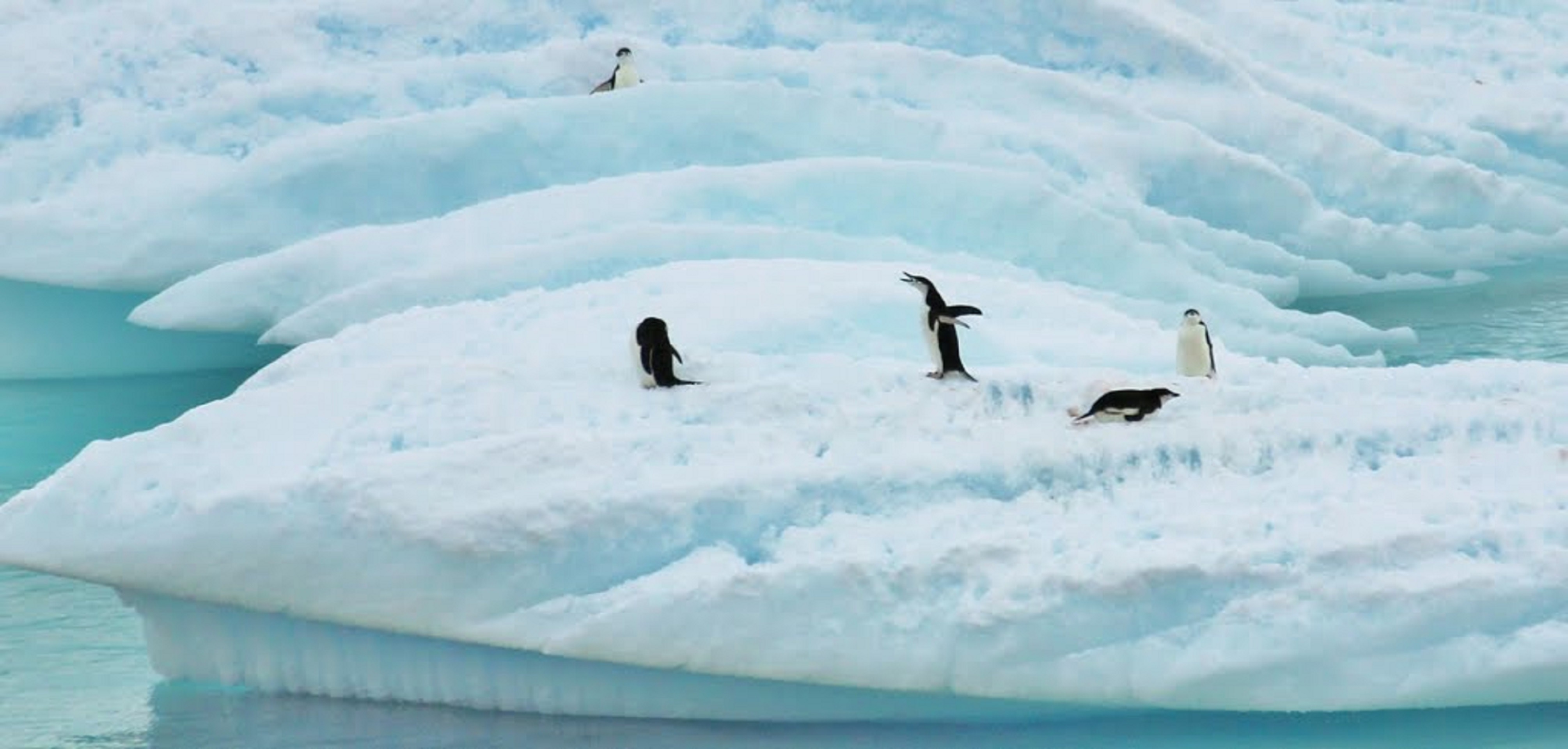 no people, vertebrate, frozen, landscape, antarctica, cold, outdoors, water, frozen water, animal family, icecaps, snow, sea, animal themes, winter, mad penguin, HD Wallpaper