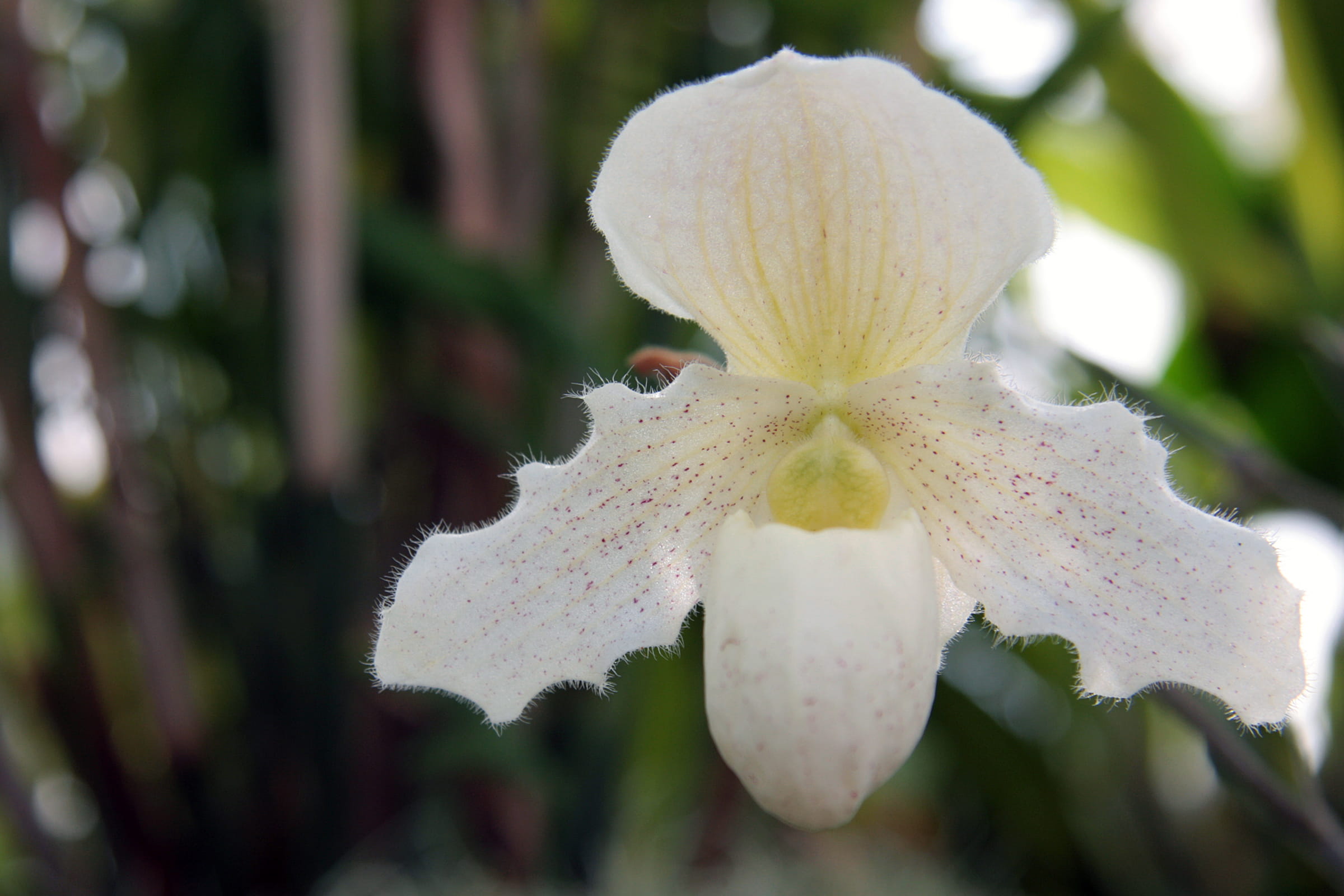 outdoors, selective focus, south, botanical, orchid plant, flower, south american orchid, mexico, vulnerability, parts, purity, flower pictures, phragmipaphium, HD Wallpaper