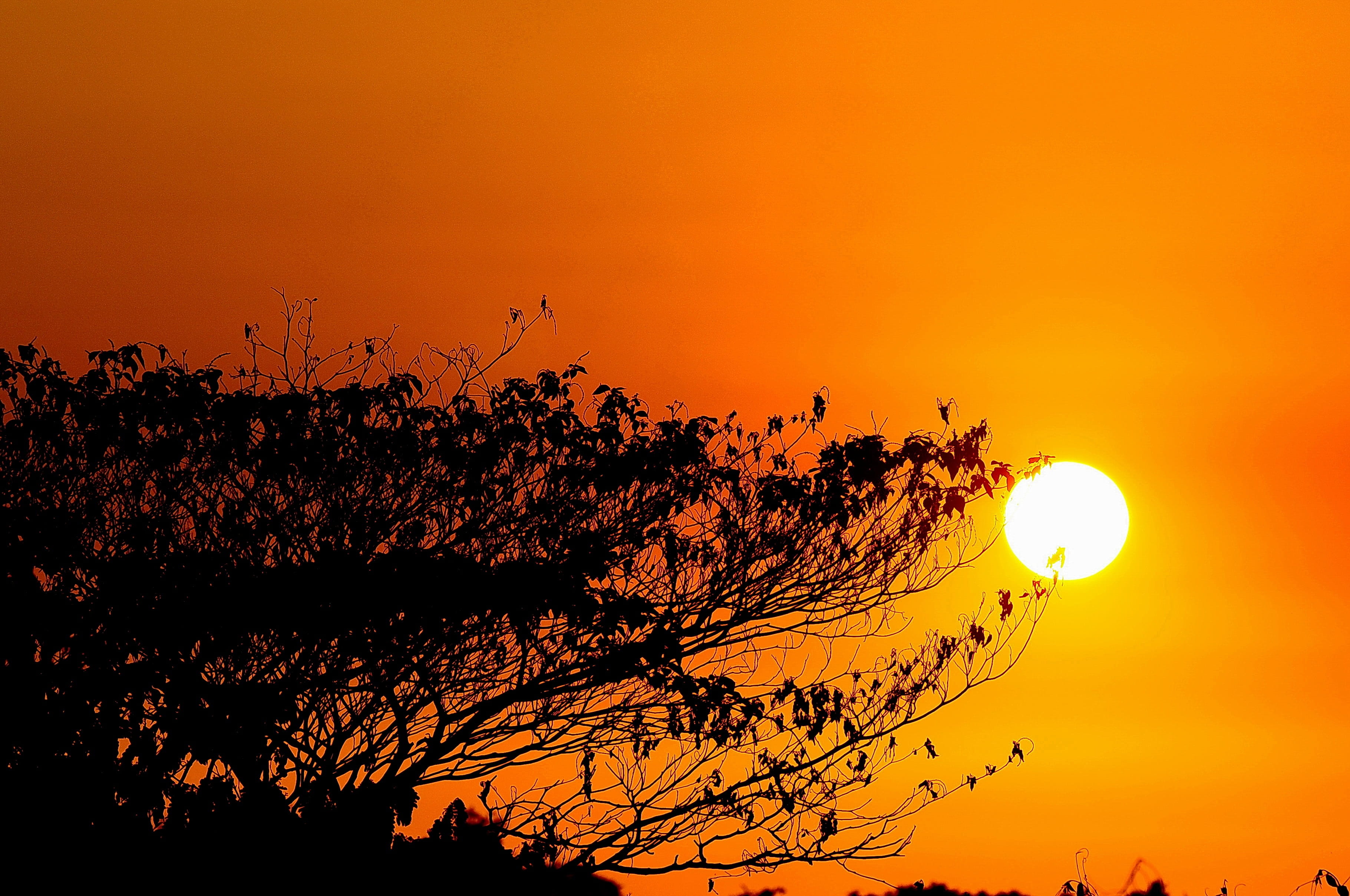 sunlight, no people, saudi arabia, sun, beauty in nature, tranquility, beautiful sunset, beach, great prints philippines, coast, tree, golden sunset, copy space, HD Wallpaper
