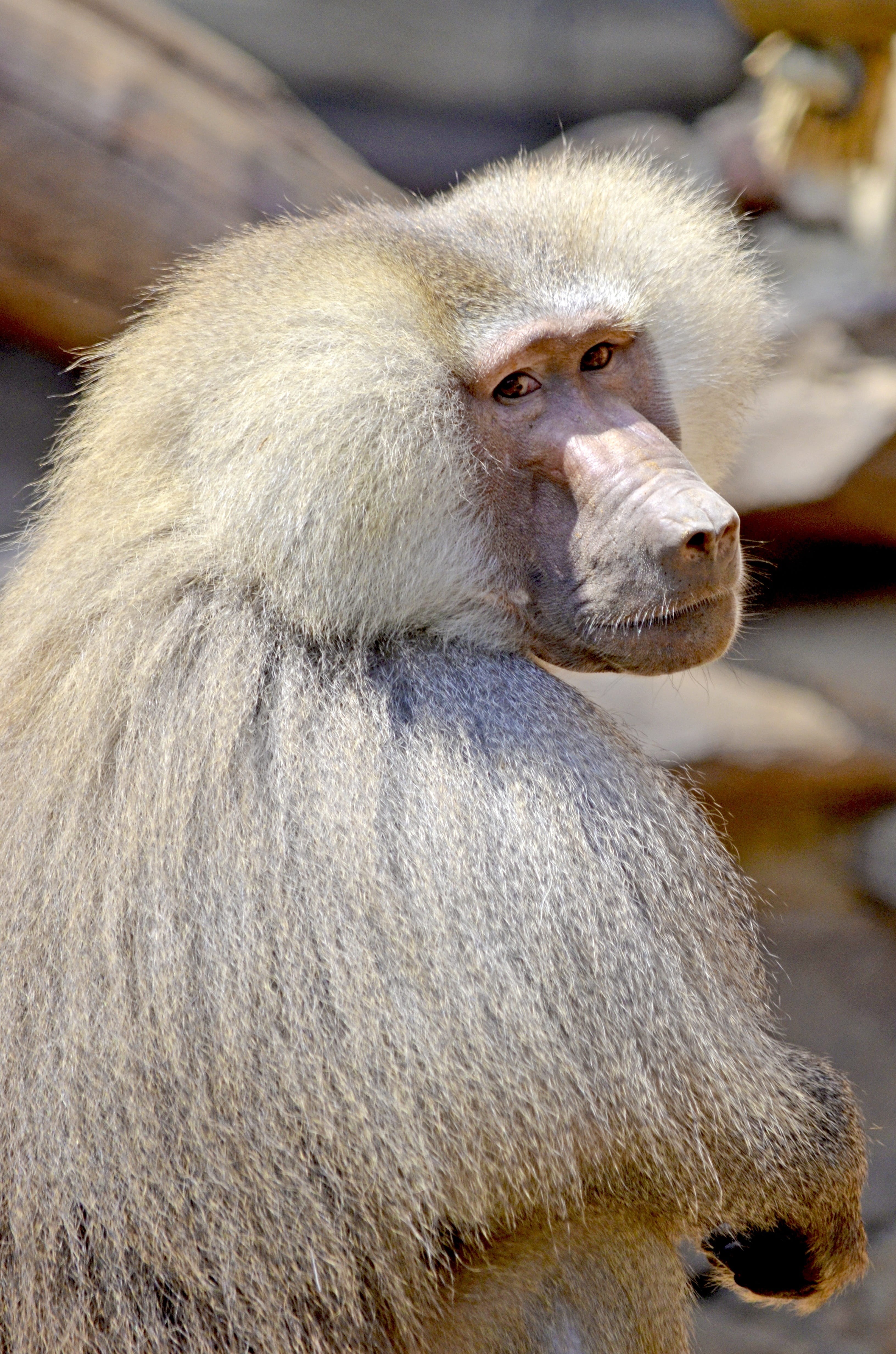 watch, sit, hair, fur, africa, close, animal hair, white hair, animal portrait, hamadryas, to watch, male, primate, day, one animal, monkey males, close-up, Phone HD Wallpaper