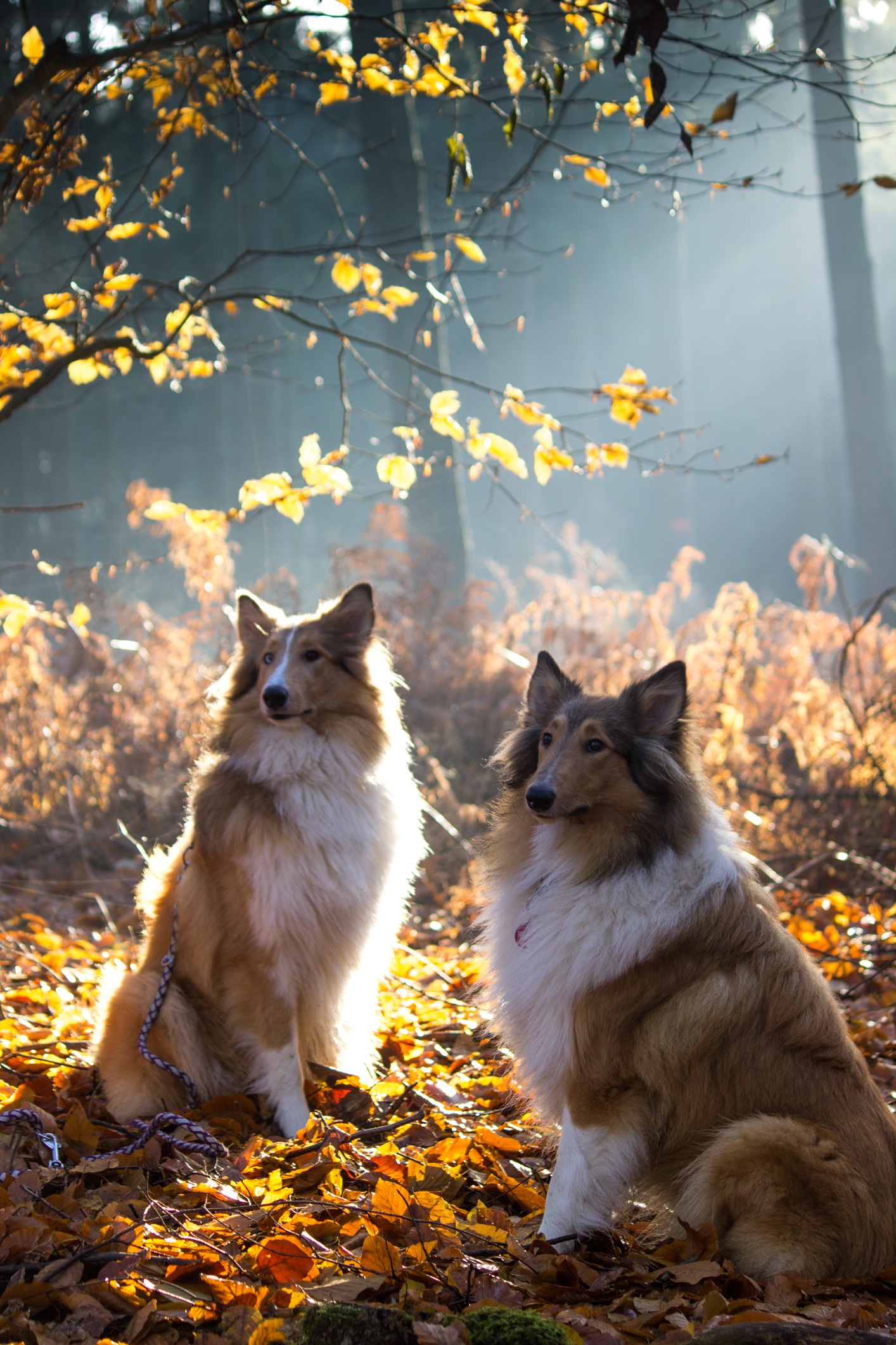 pets, collie, part of, mammal, animal world, light, canine, 1080P, brown, fog, park - Man Made Space, leaf, domestic, autumn, cute, pet, sit, dear, surrounded, Phone HD Wallpaper