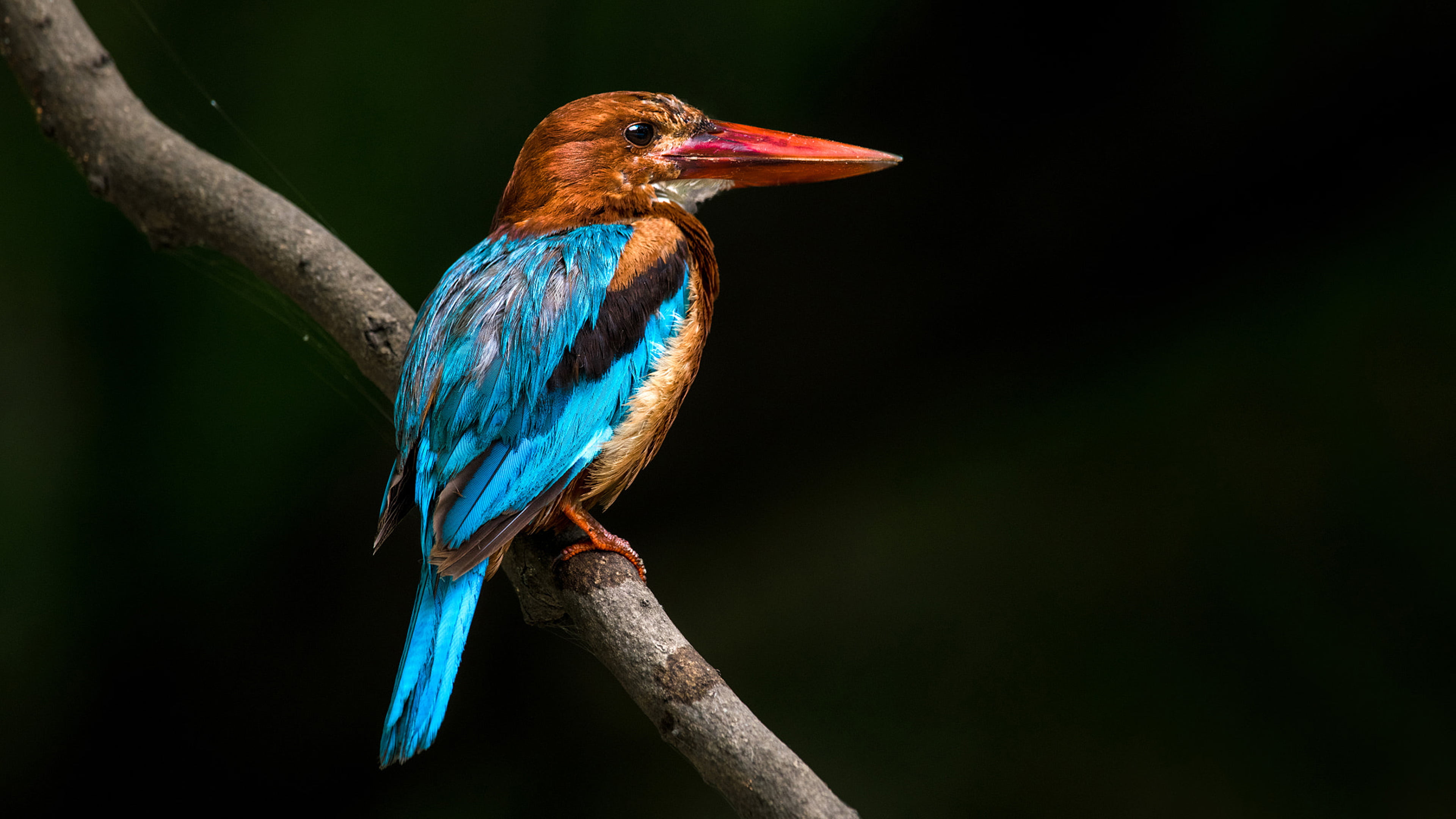 scientific, plant, no people, focus on foreground, indian, throated, vertebrate, name, smyrnensis, turkey, blue, branch, halcyon, tree, bird, subcontinent, HD Wallpaper