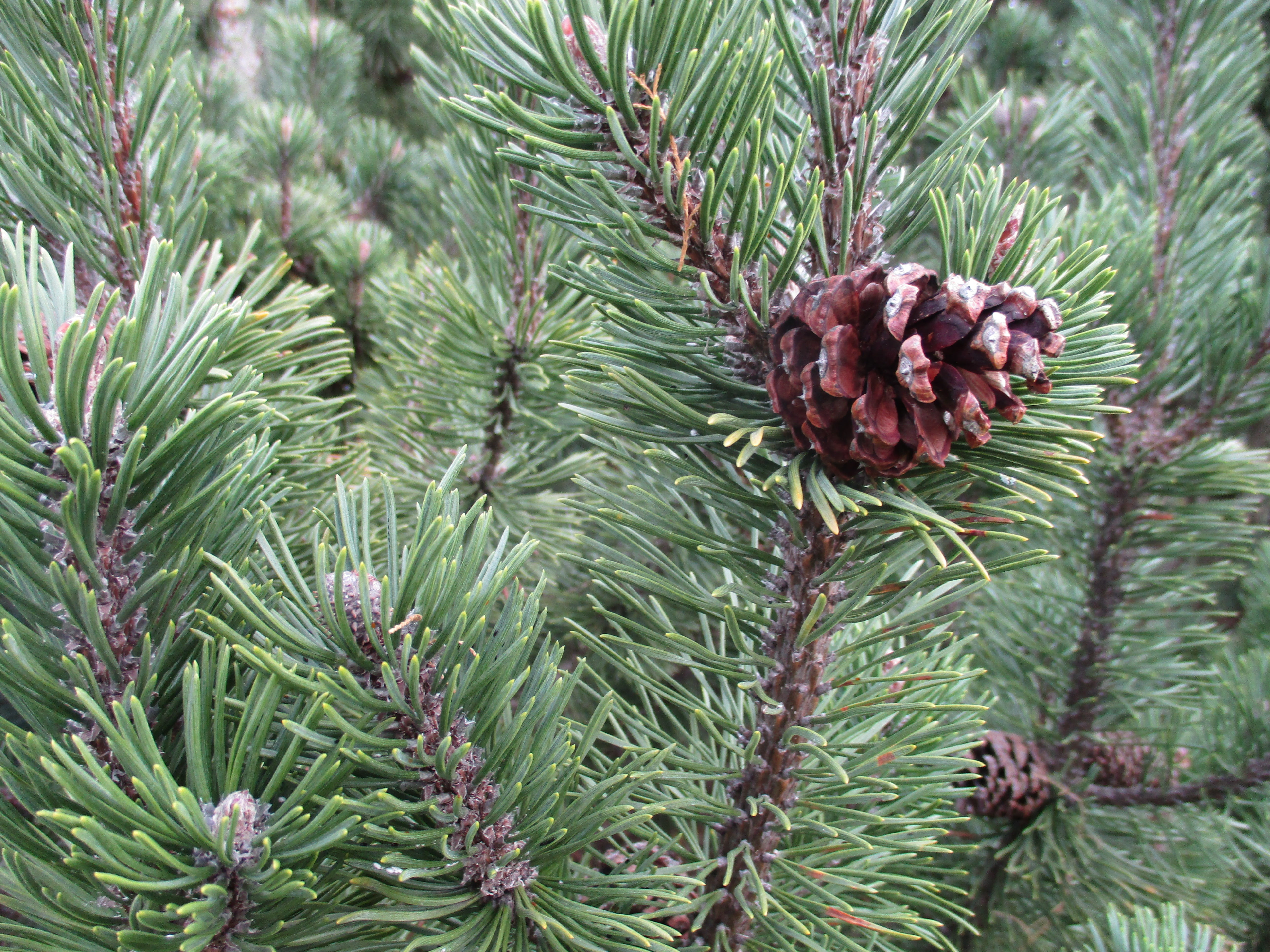 beauty in nature, advent, advent calendar, nature, christmas balls, christmas eve, tree, no people, leaf, tannenzeig, green color, advent wreath, pine cone, HD Wallpaper