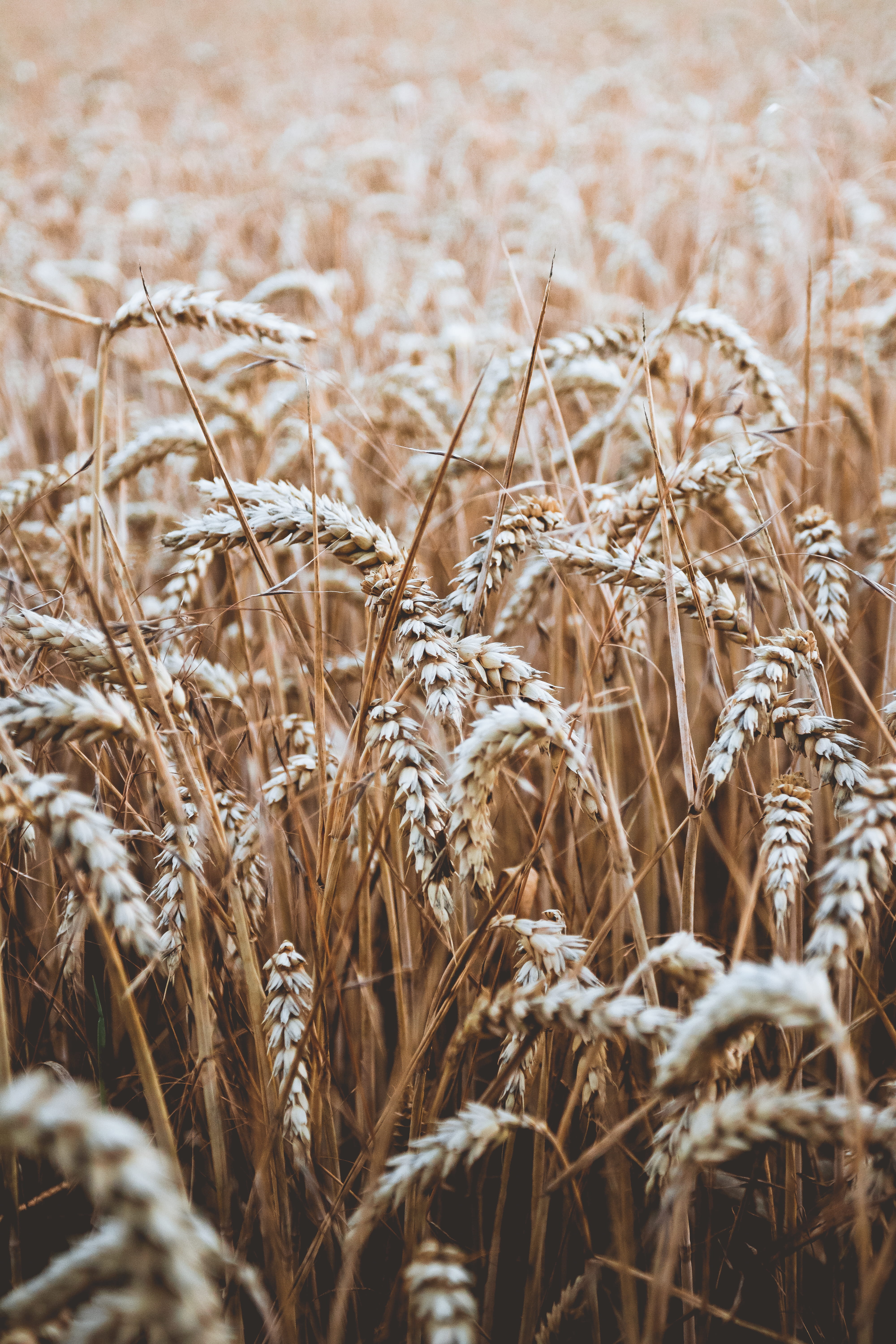 feld, backgrounds, weizen, getreide, land, yellow, wheat, nature, pflanzen, no People, ripe, corn, whole Wheat, bread, cereal Plant, harvesting, sky, non-Urban Scene, Phone HD Wallpaper