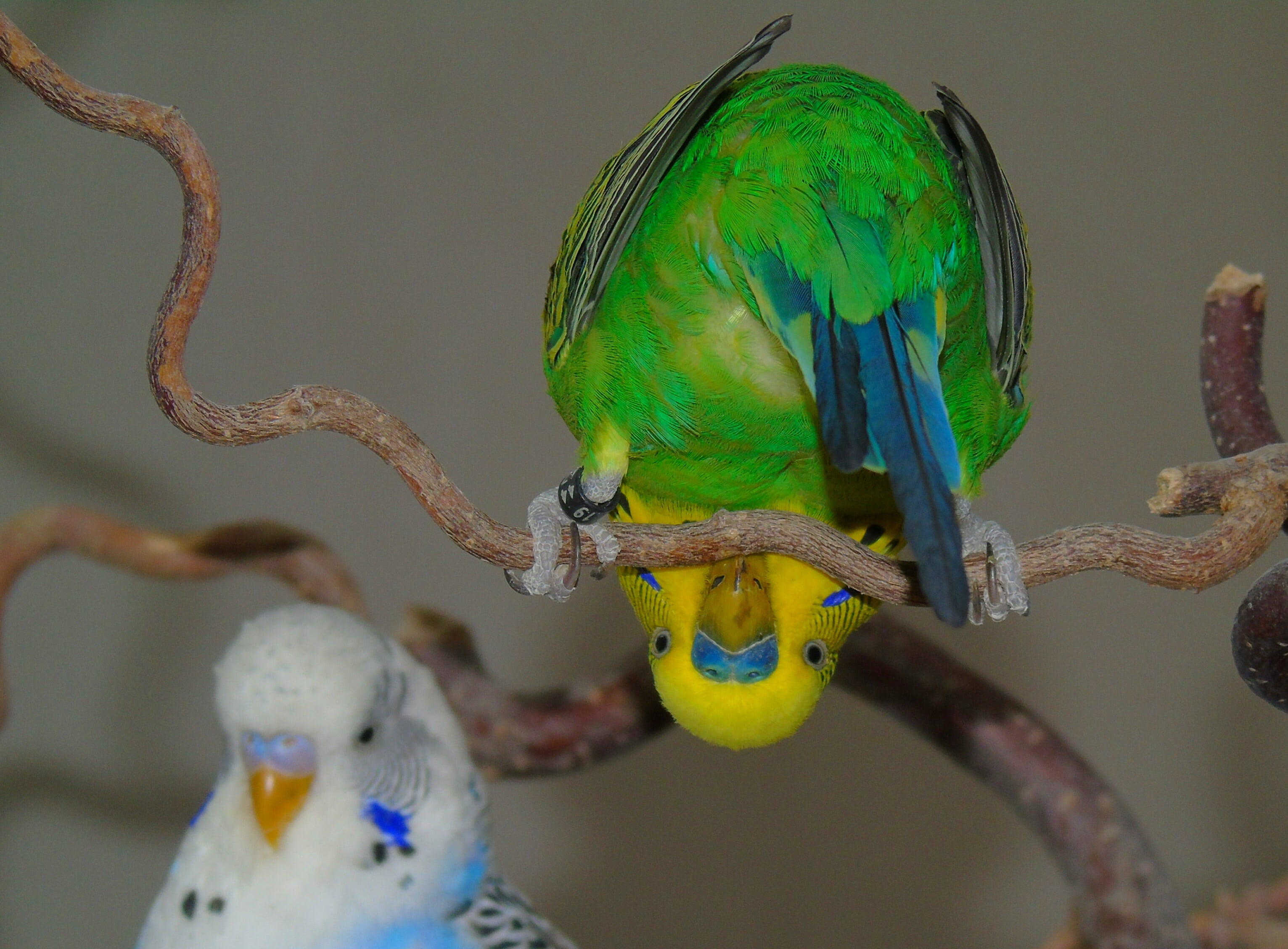 lovebirds, close-up, bird, branches, animal representation, budgie, hahn, parrot, zoom, males, nature, australia, wild color, no people, perching, yellow, HD Wallpaper